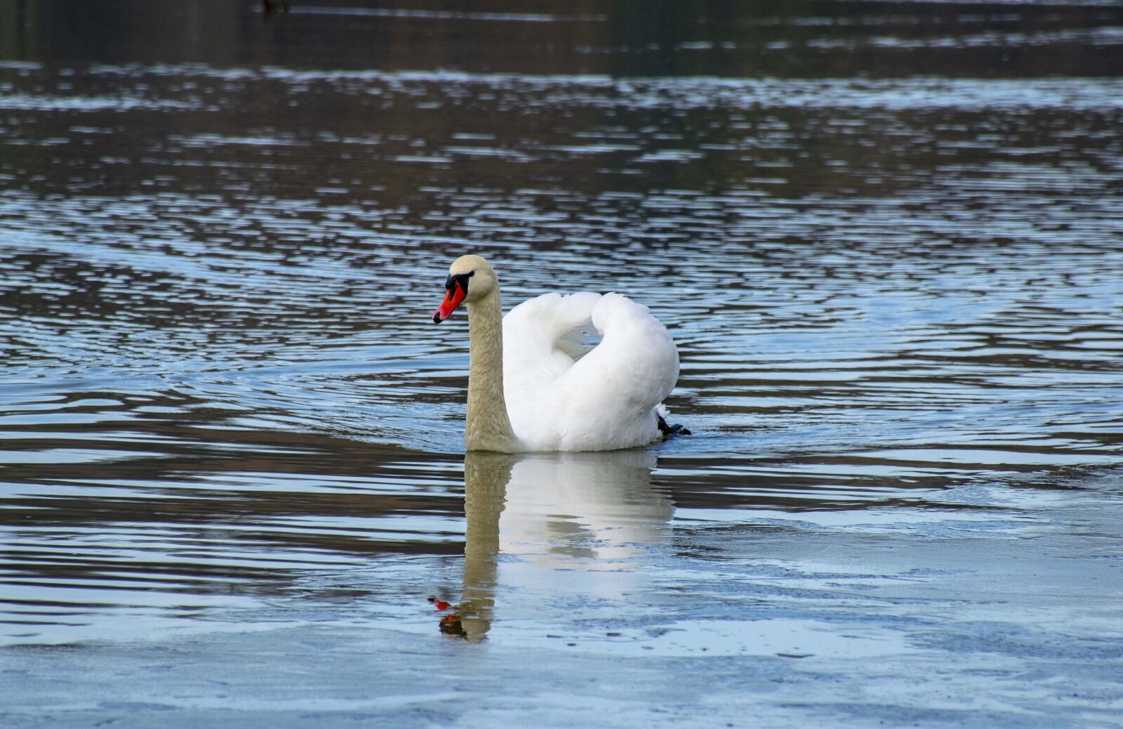 Nikon D5300 sample photo. Lake, reflection, nature photography