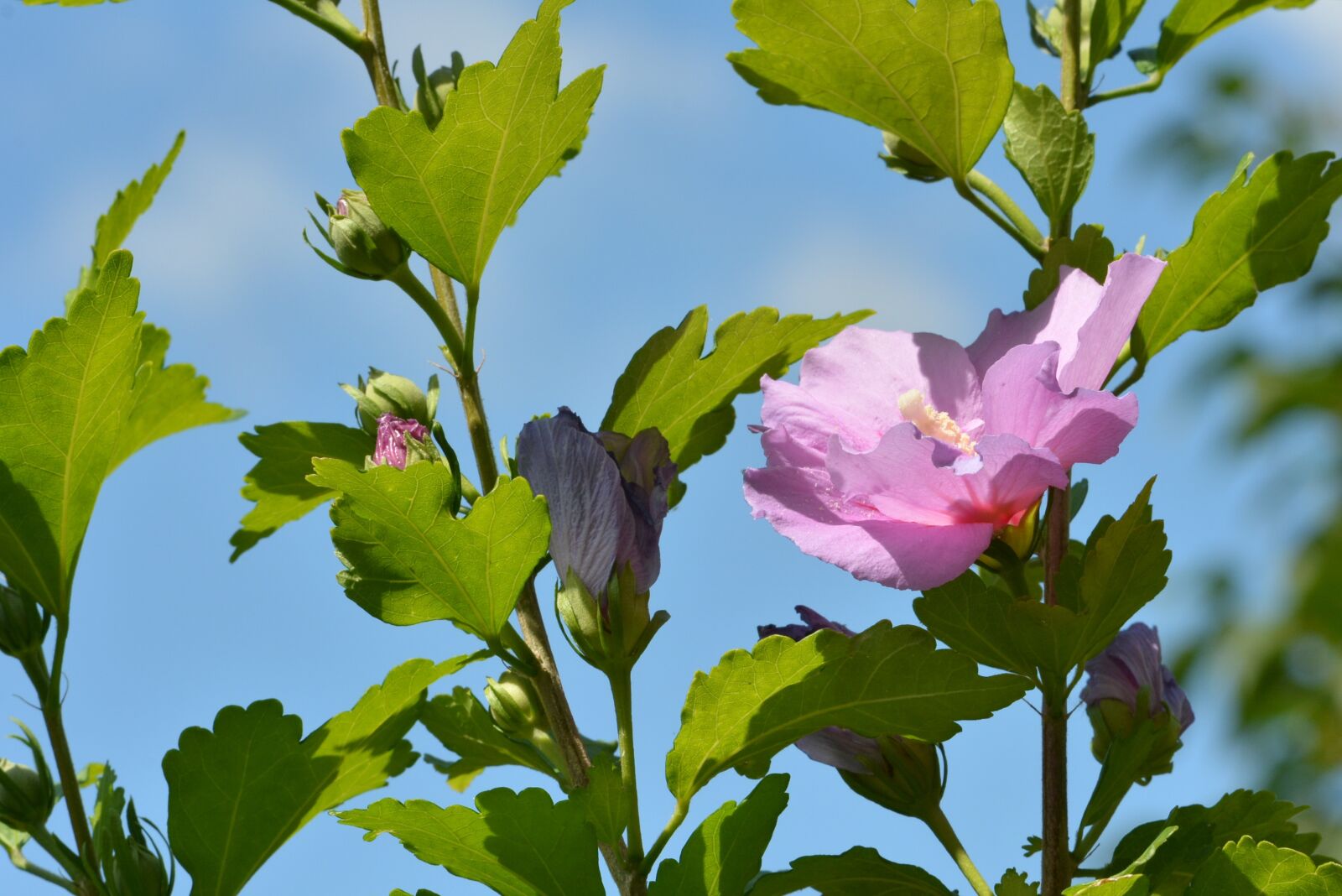Nikon D7100 sample photo. Hybiscus, flower, flora photography