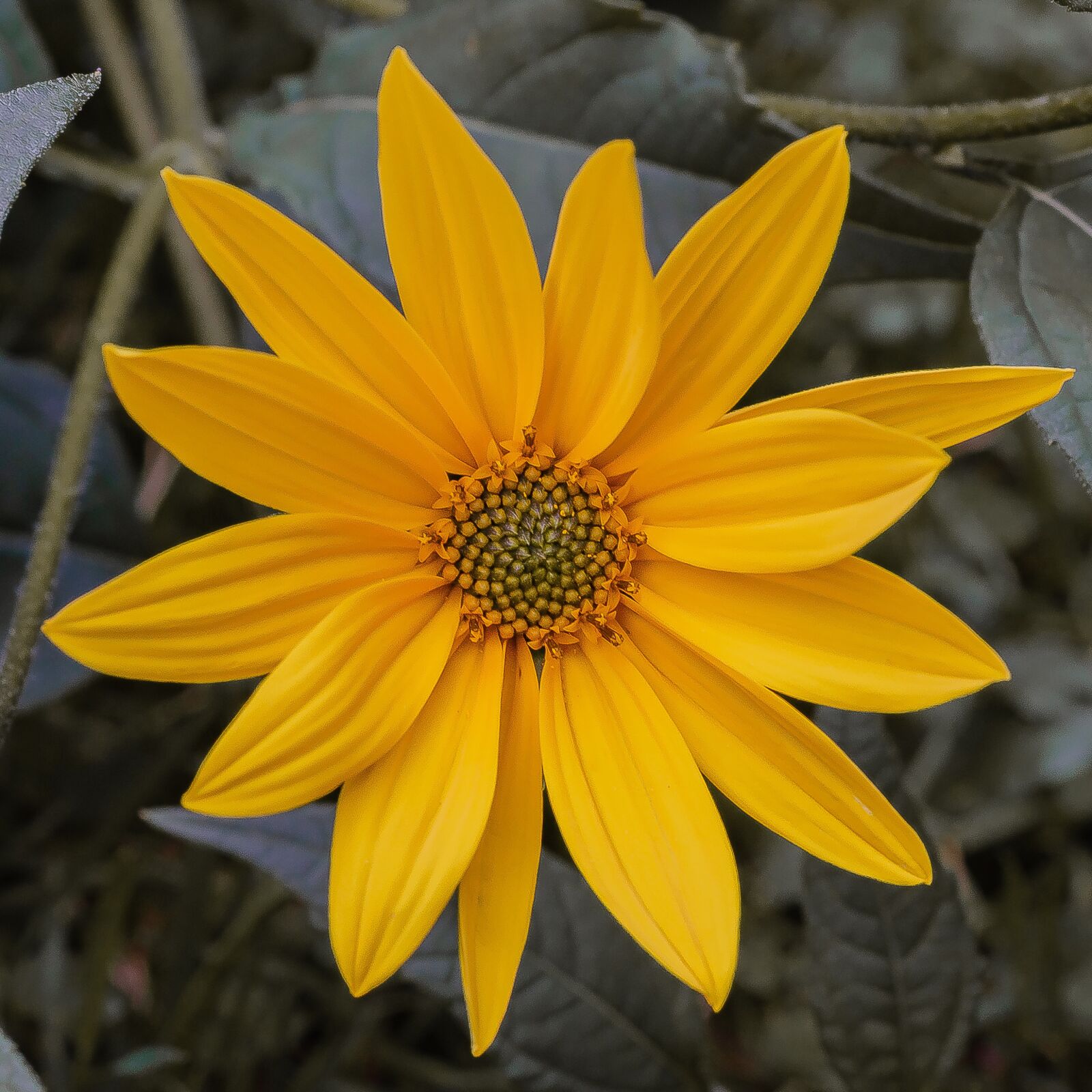 Nikon D7000 sample photo. Flower, yellow, jerusalem artichoke photography