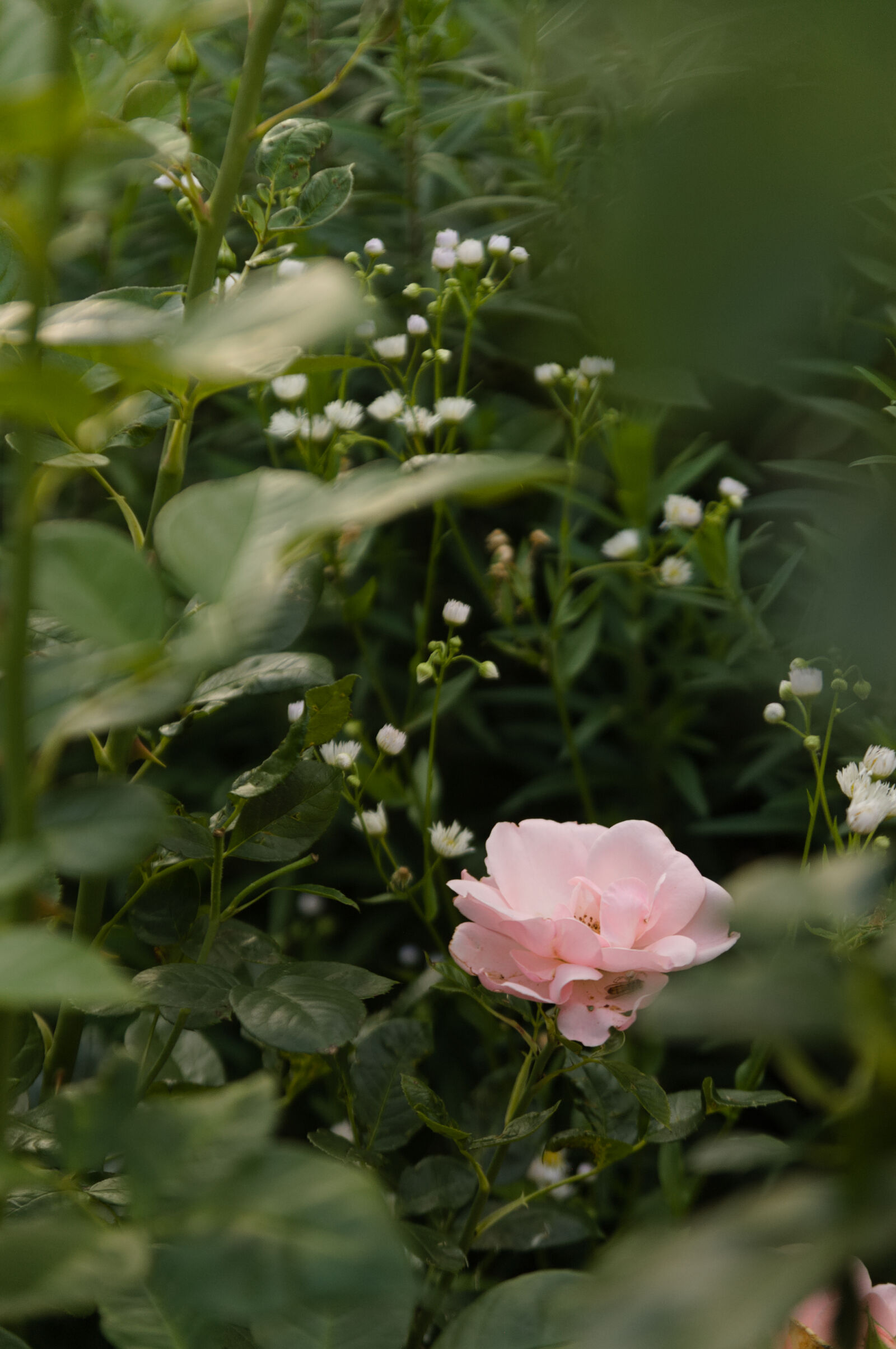 Pentax *ist DS sample photo