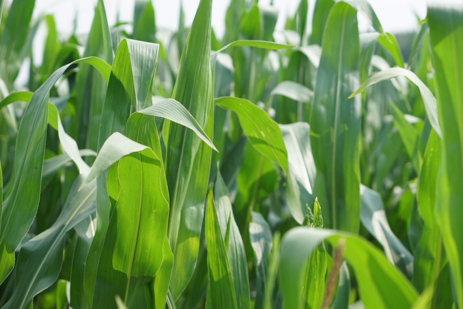 E 50mm F1.8 OSS sample photo. Cornfield, corn, field photography