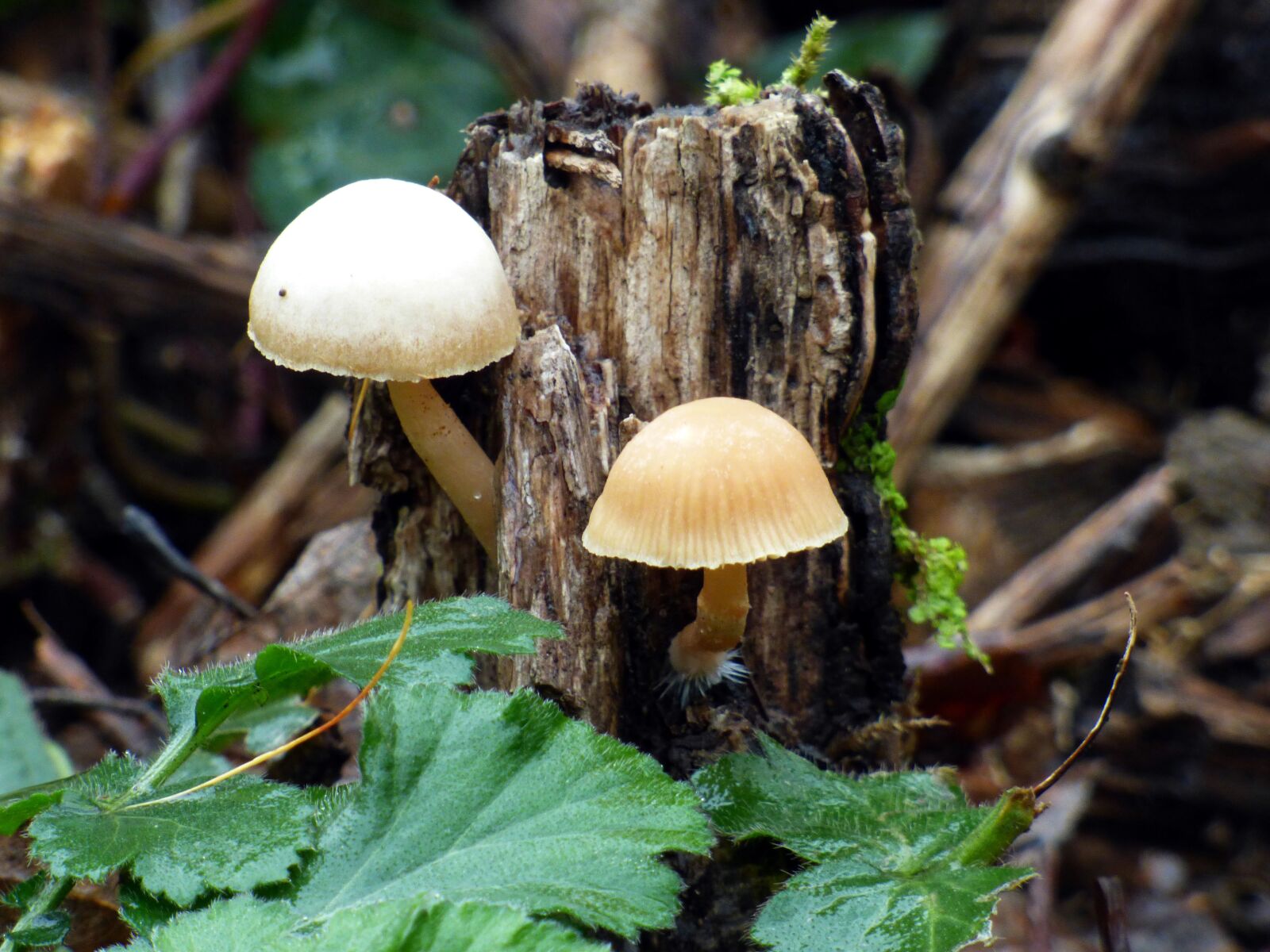 Panasonic DMC-FZ72 sample photo. Fungus, hat, autumn photography