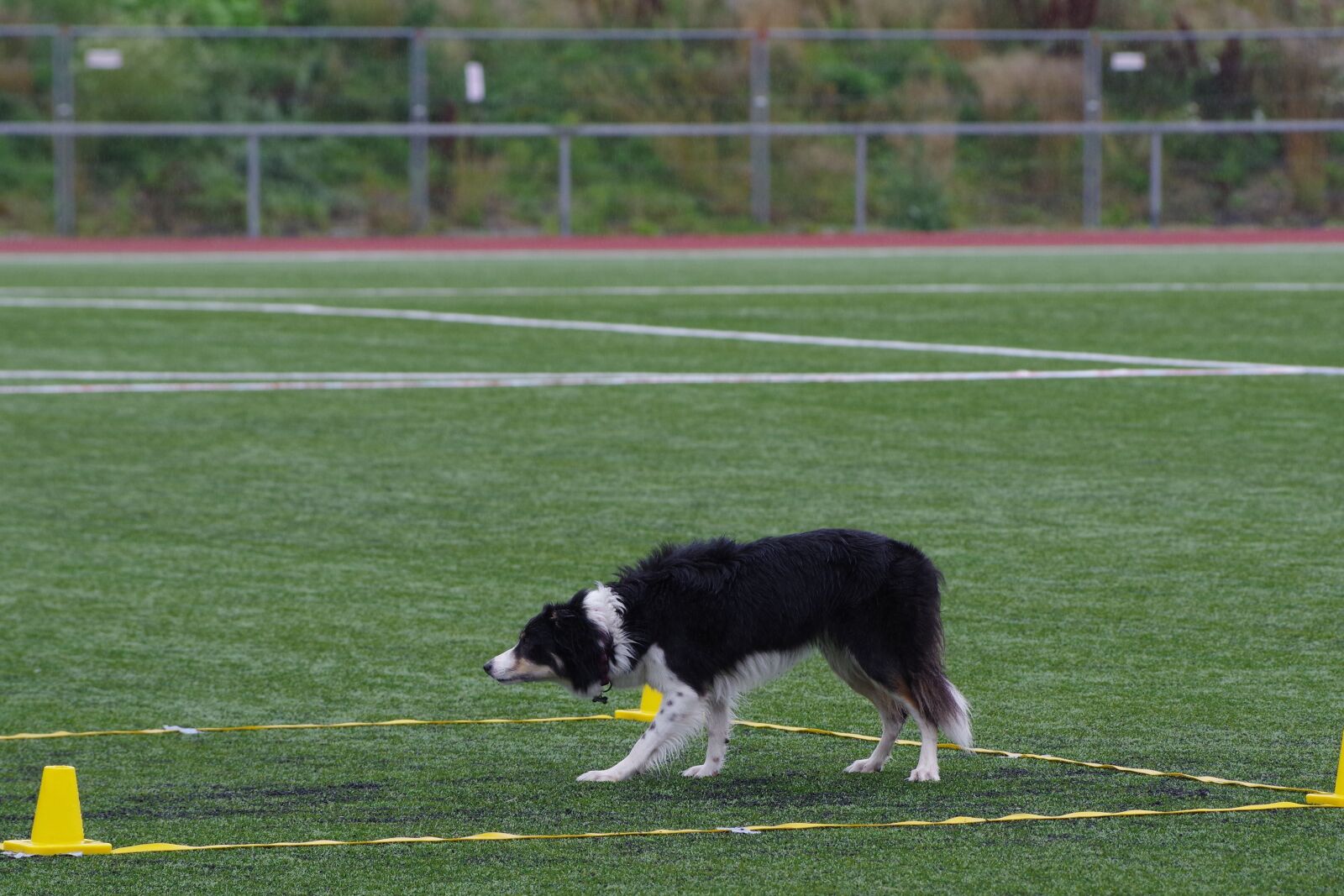Pentax K-1 sample photo. Border collie, obedience, stay photography