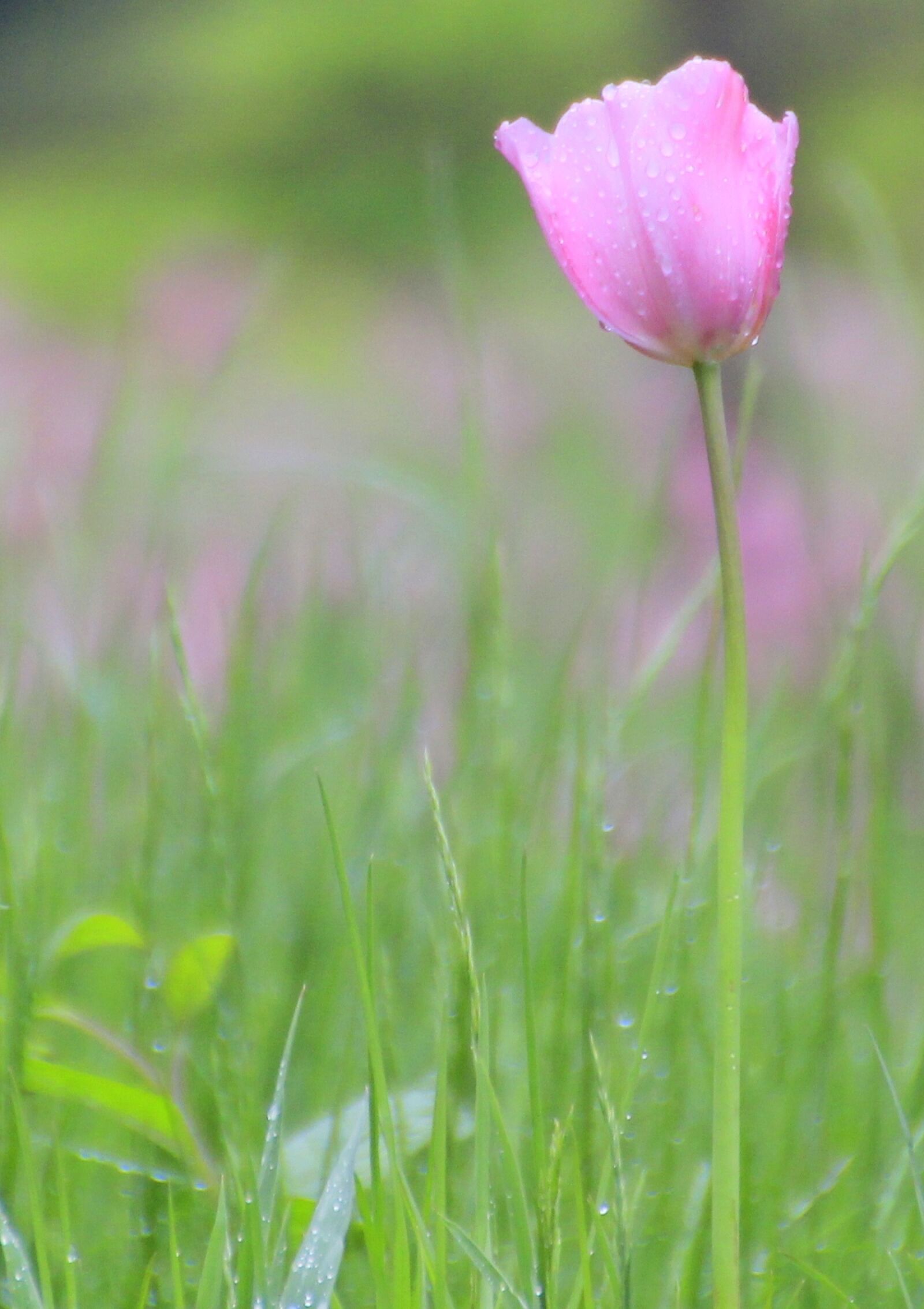 Canon EOS 550D (EOS Rebel T2i / EOS Kiss X4) sample photo. Pink, tulip, flower photography