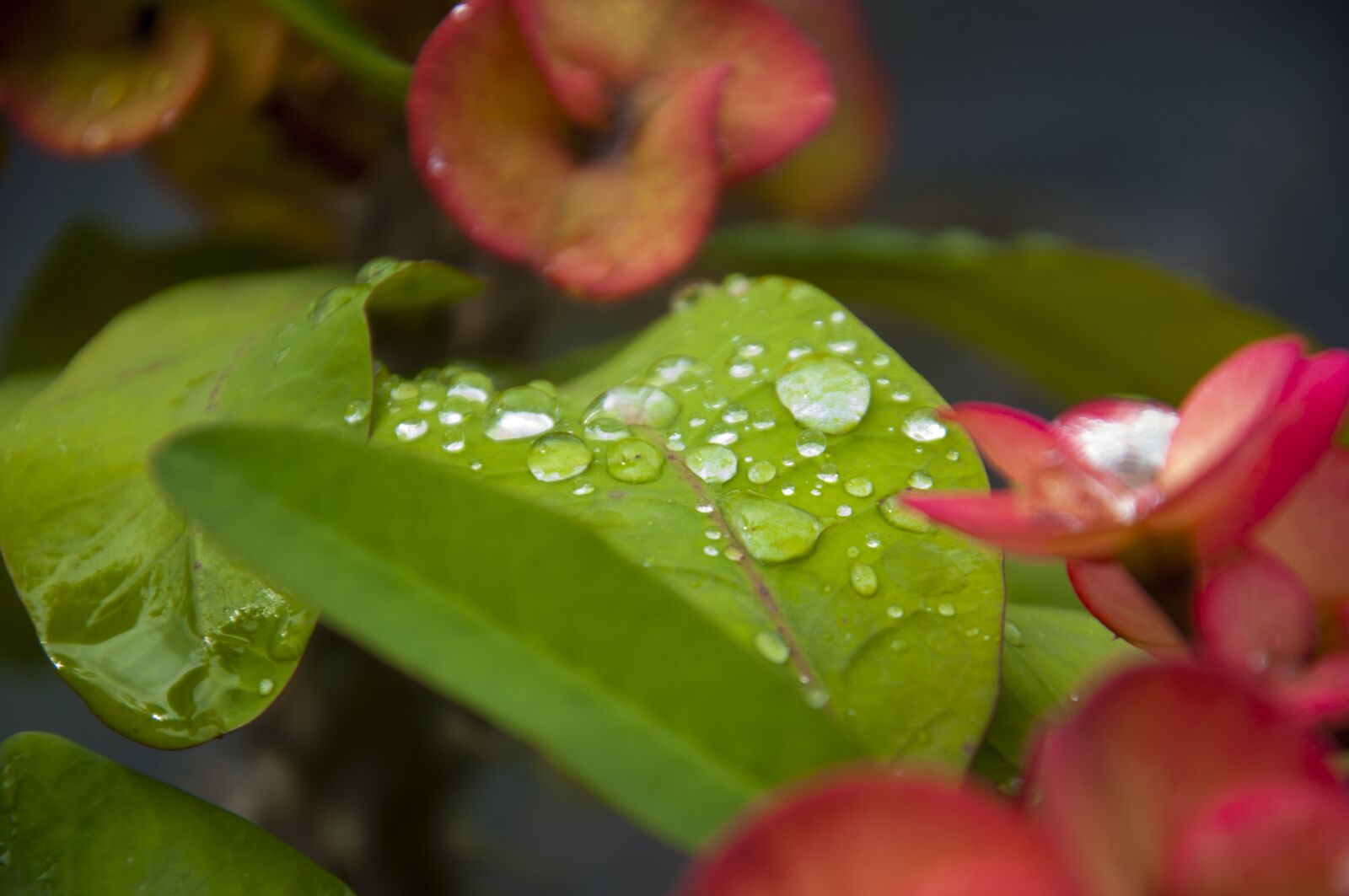 Nikon D90 sample photo. Flower with leaf, water photography