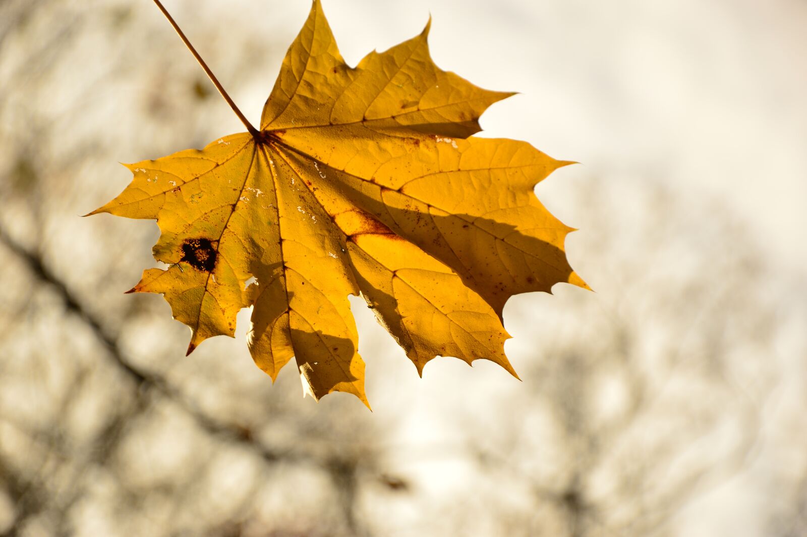 Nikon D3200 sample photo. Leaf, leaves, single-sheet photography