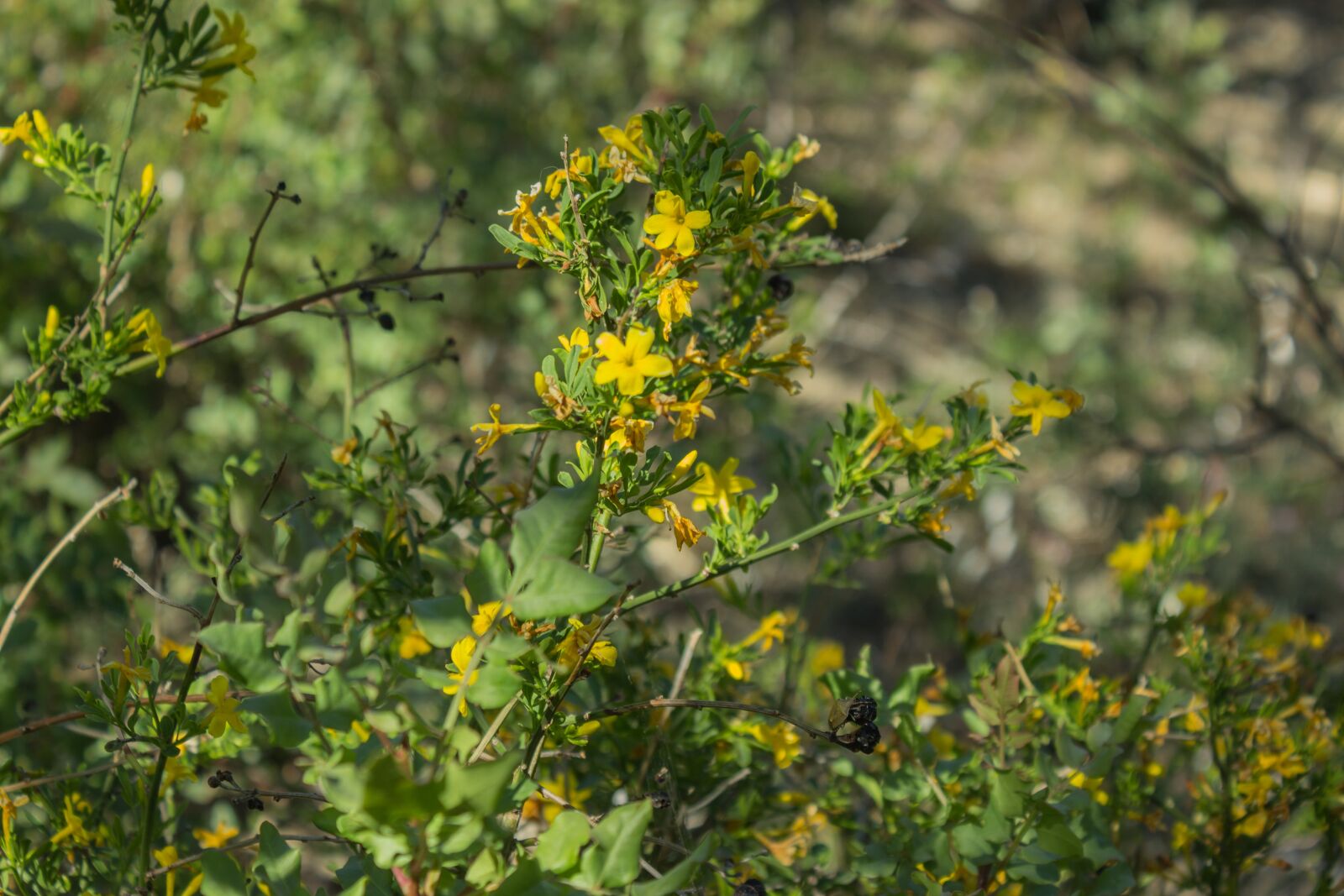 Canon EOS 600D (Rebel EOS T3i / EOS Kiss X5) sample photo. Wildflowers, buttercups, yellow photography