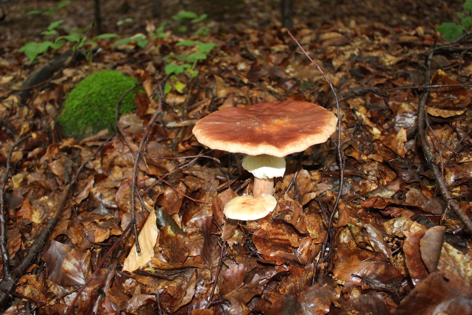 Canon EOS 100D (EOS Rebel SL1 / EOS Kiss X7) sample photo. Mushroom, forest, forest floor photography