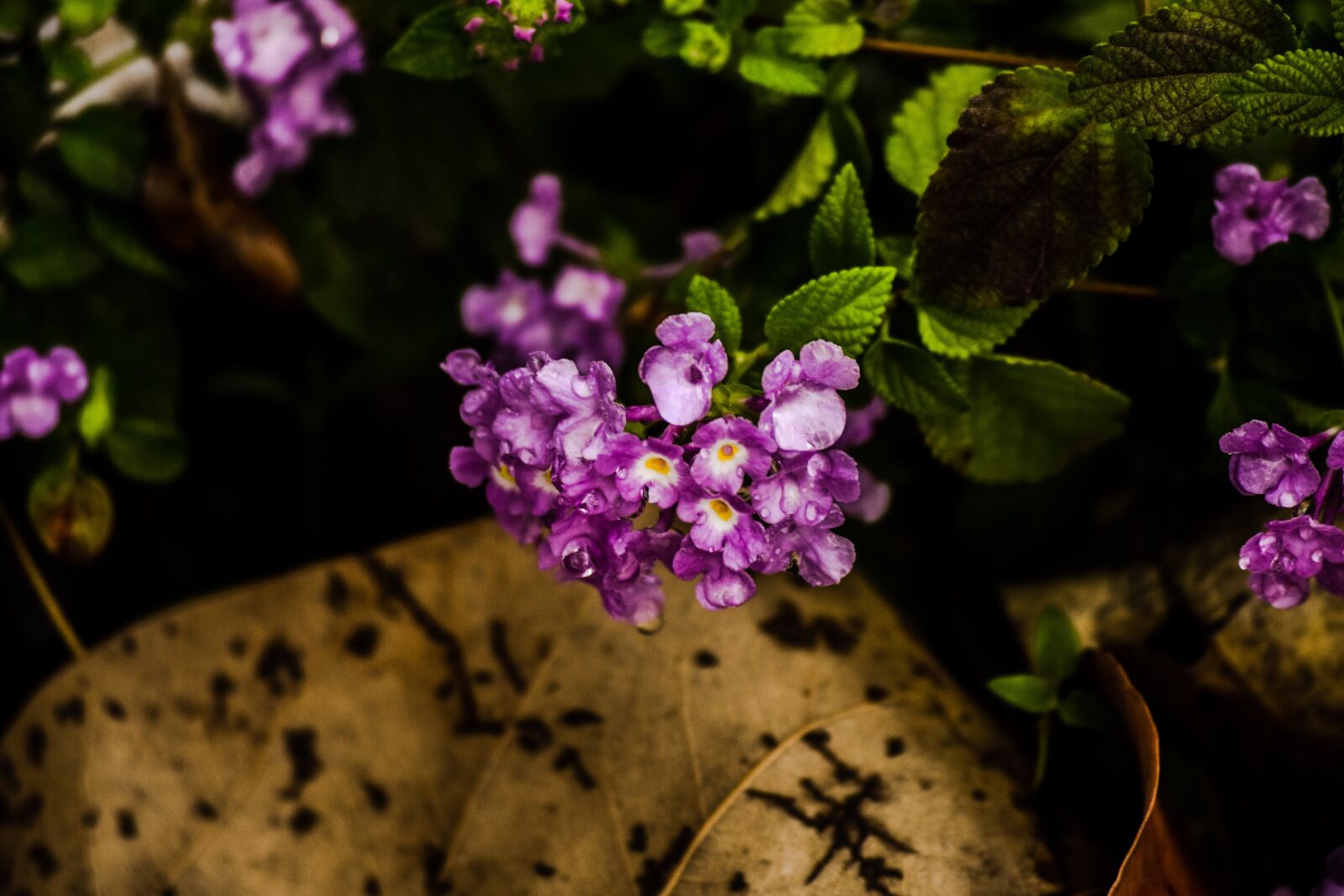 Nikon D3300 sample photo. Flowers, nature, flower photography