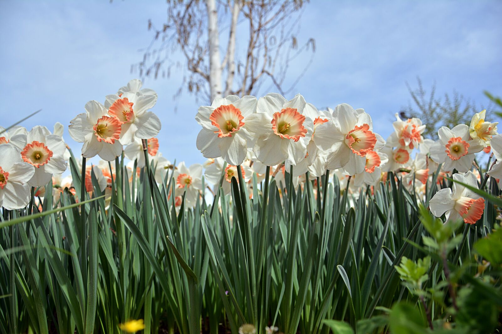 Nikon D7100 sample photo. Nature, plant, flower photography