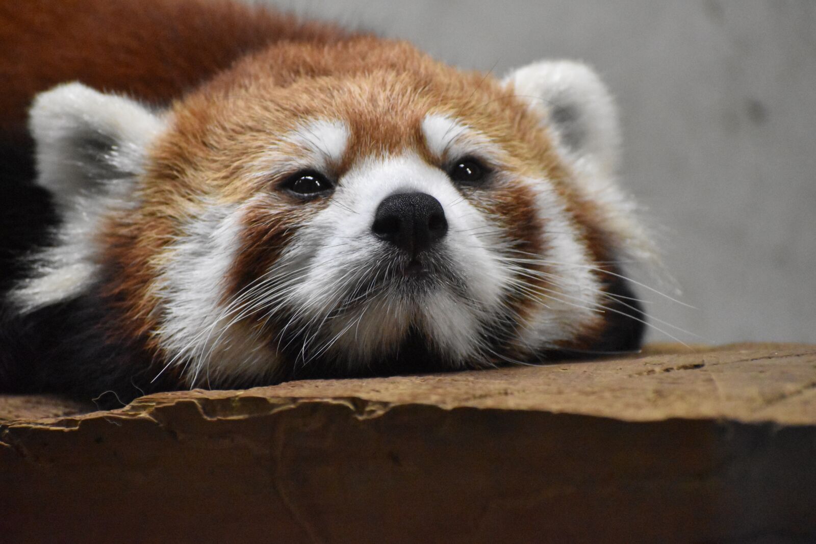 Nikon D5600 sample photo. Redpanda, bear, zoo photography