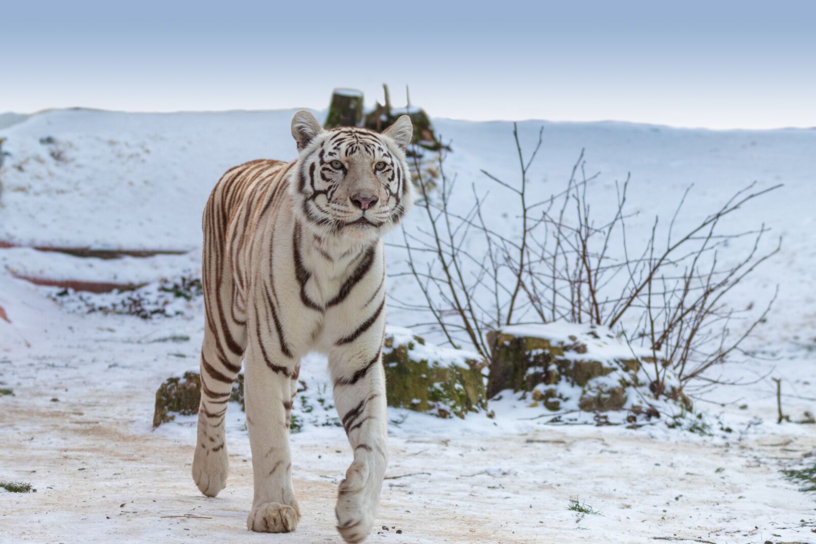 Canon EOS 6D Mark II sample photo. Tiger, white tiger, predator photography