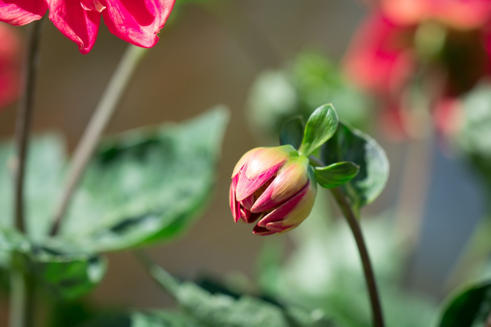 Nikon D7100 sample photo. Bud, flower, orange photography