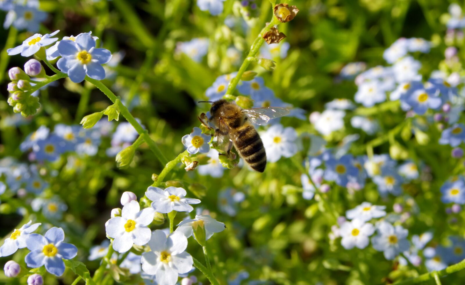 Pentax K-S2 sample photo. Nots, flowers, bee photography