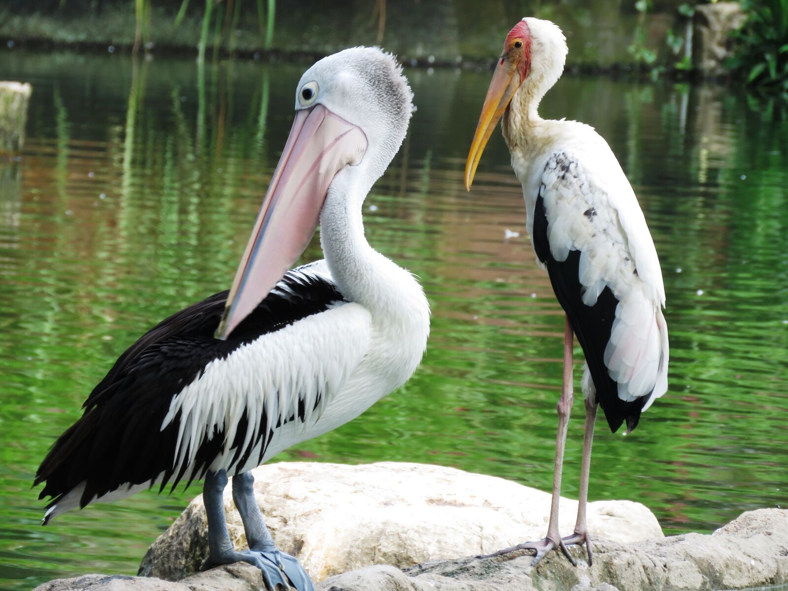 Canon PowerShot SX60 HS sample photo. Spotbilled pelican, heron birds photography