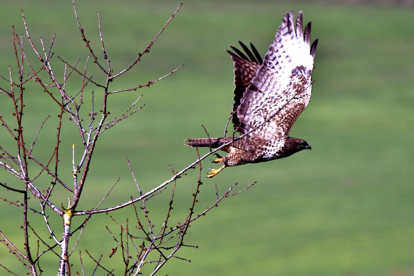 Nikon D500 sample photo. Common buzzard, bird of photography