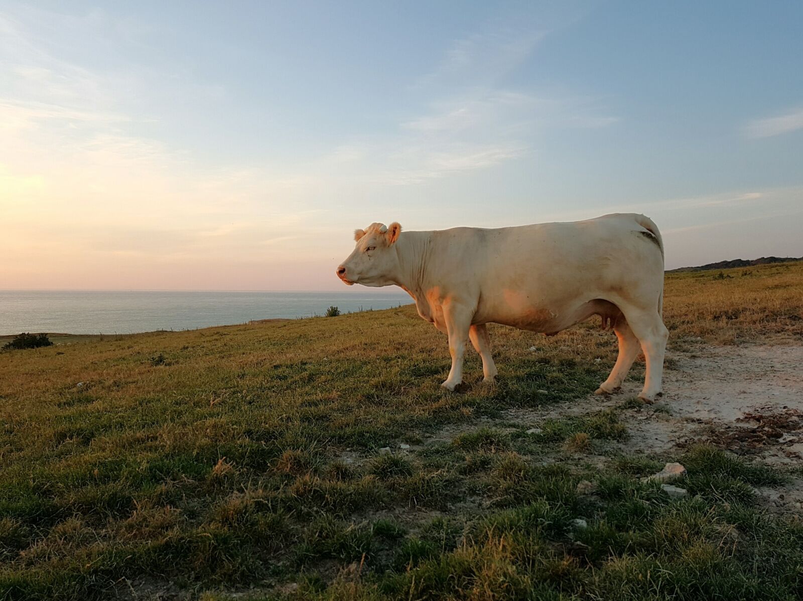 Samsung Galaxy S7 sample photo. Cow, beef, animal photography