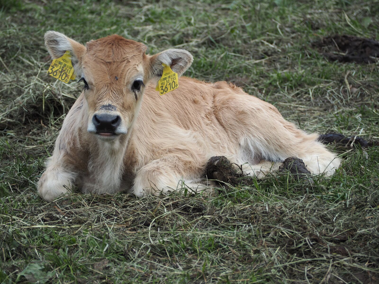 Olympus PEN E-PL7 sample photo. Calf, boo, cow photography