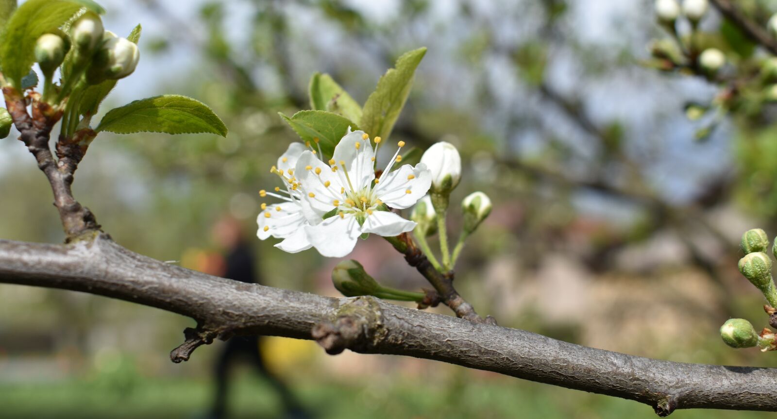 Nikon D3400 sample photo. Plum, blossom, spring photography