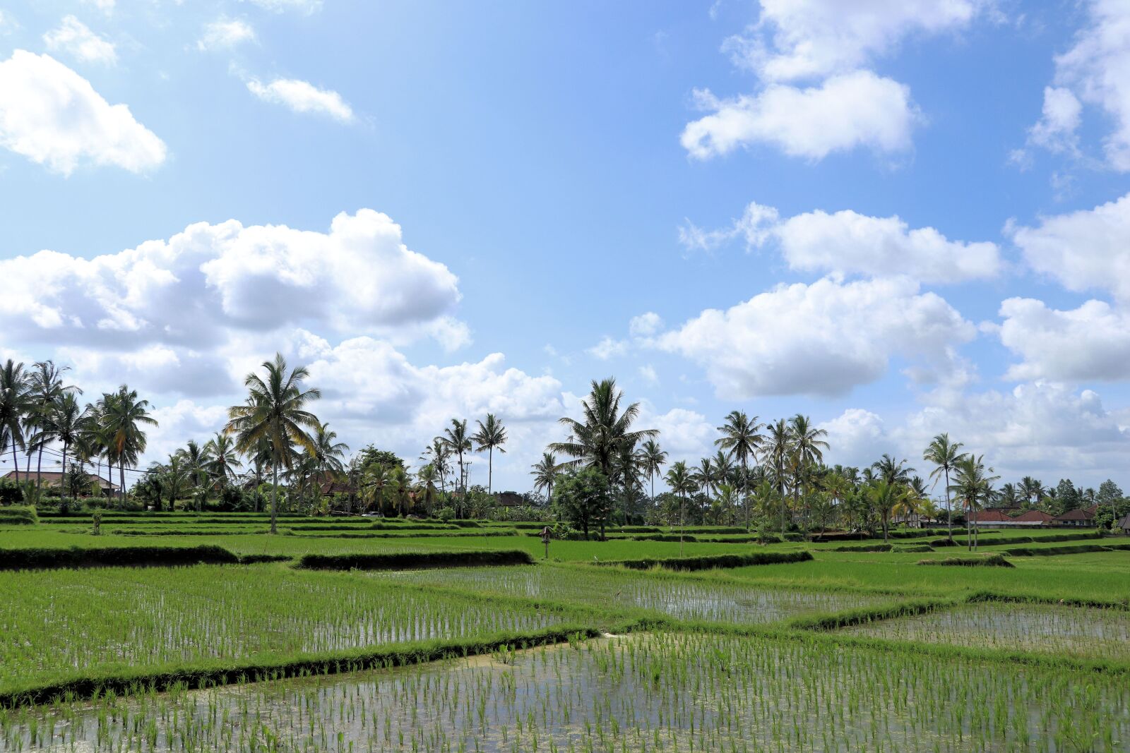 Canon EF-S 18-135mm F3.5-5.6 IS USM sample photo. Rice, landscape, bali photography