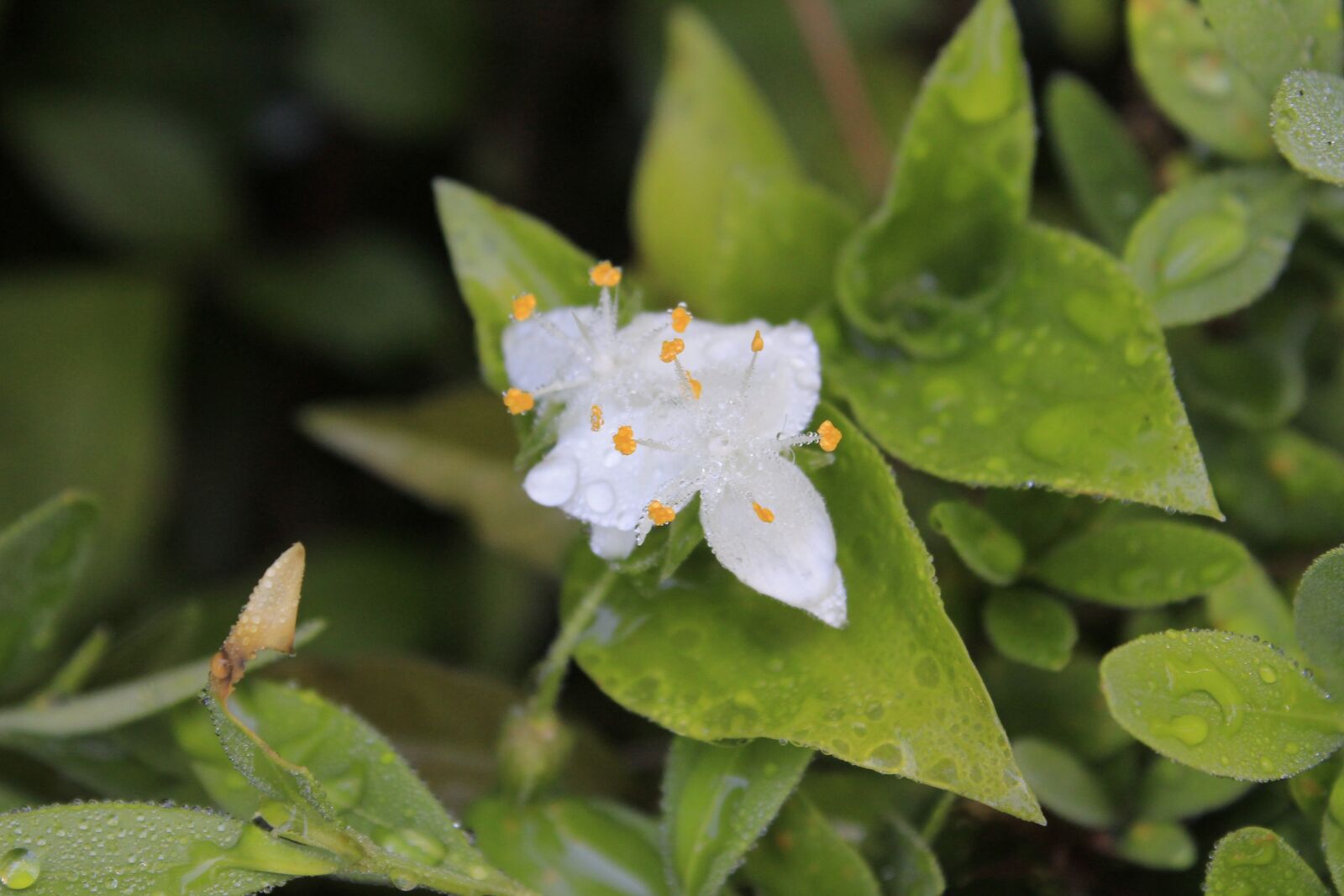 Canon EOS 1100D (EOS Rebel T3 / EOS Kiss X50) sample photo. White flower, nature, dawn photography