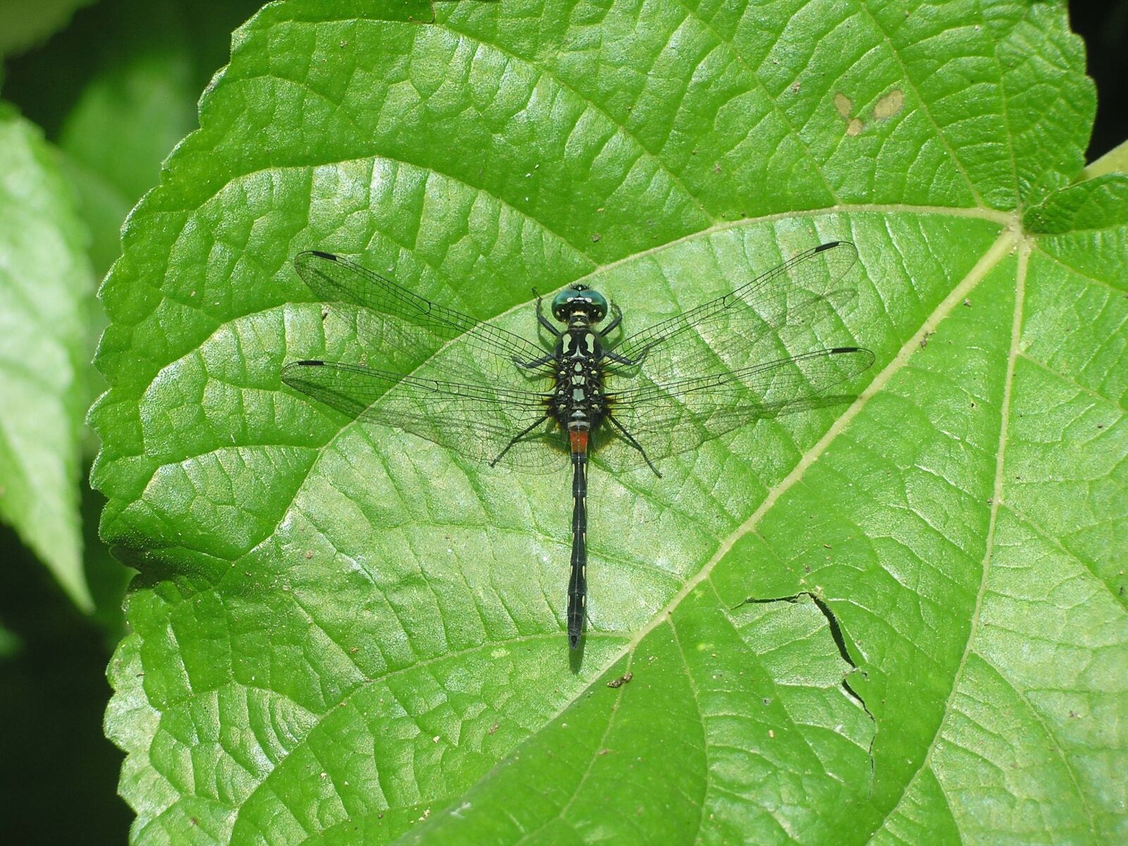 Olympus C55Z,C5500Z sample photo. Dragonfly, nature, leaf photography