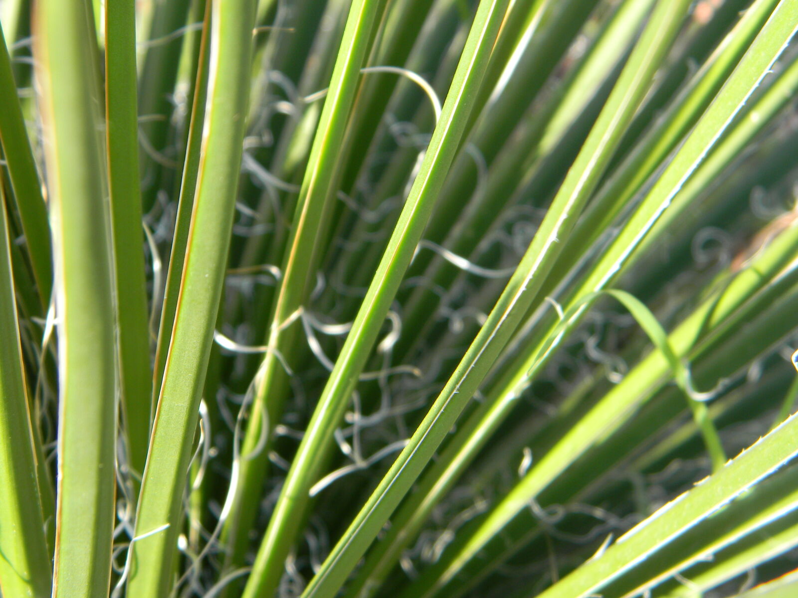 Nikon Coolpix L110 sample photo. Grass, palm, palms photography