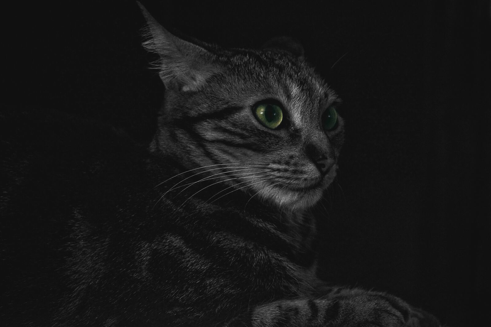 Nikon D5200 sample photo. Animal, cat, close-up photography