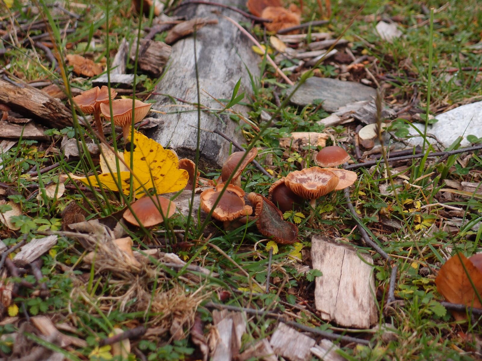 Olympus XZ-1 sample photo. Mushrooms, autumn, fungus photography