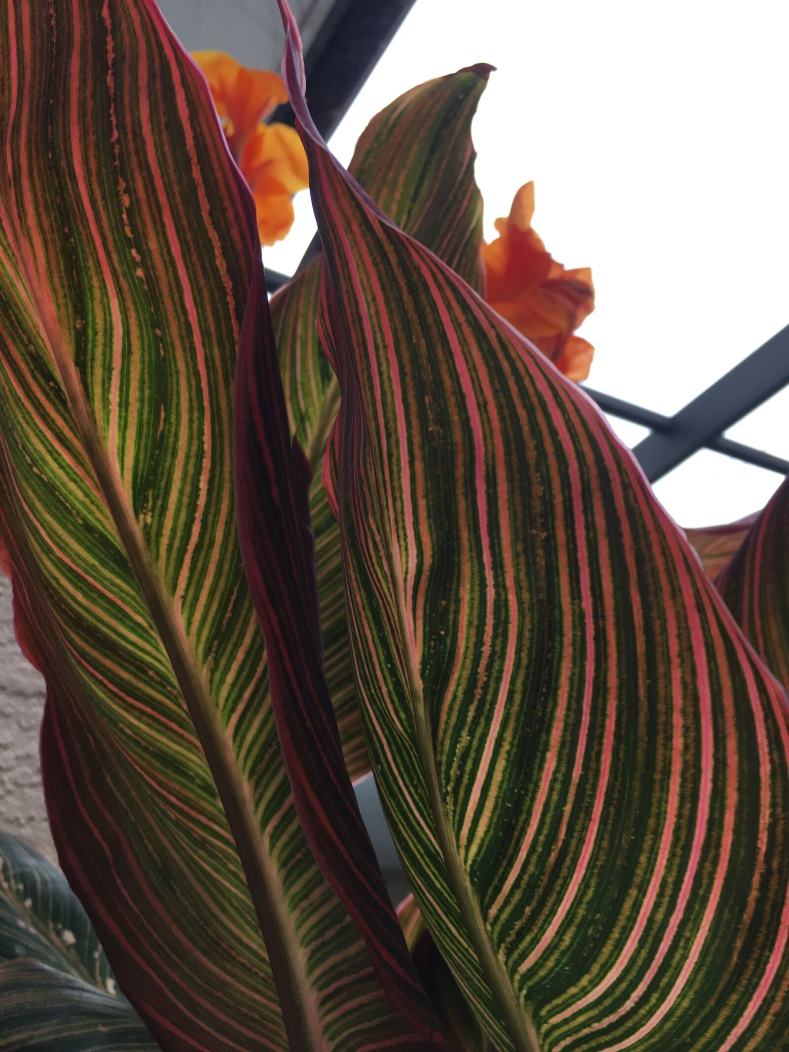 Apple iPhone 6s sample photo. Flowers, nature, canna photography