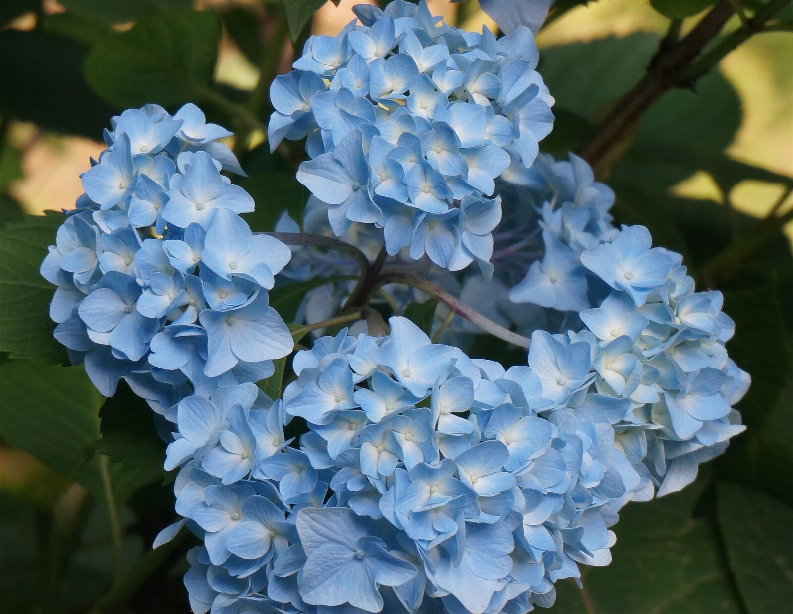 Sony Alpha NEX-5T sample photo. Blue hydrangea, hydrangea, flower photography
