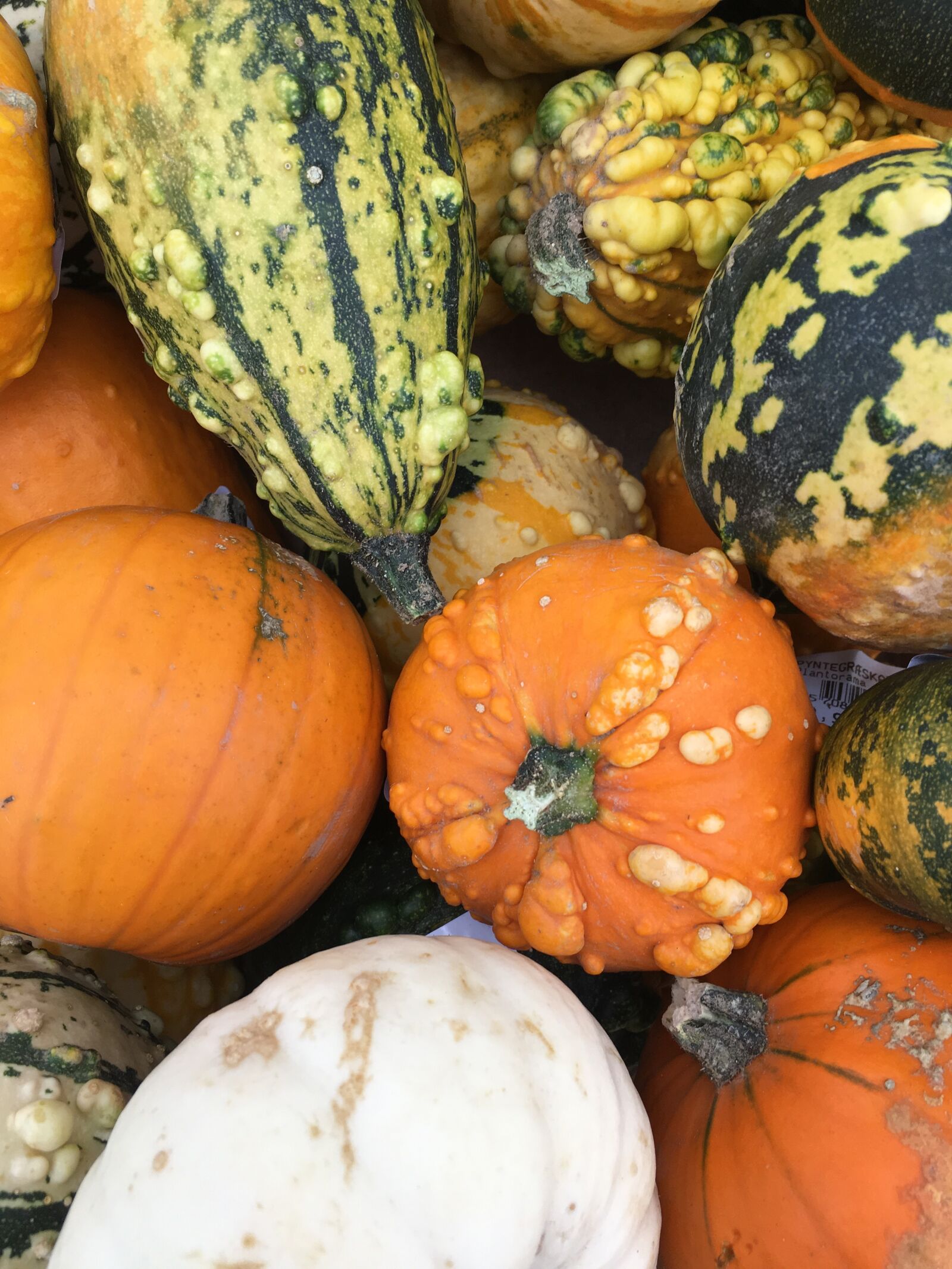 Apple iPhone 6s sample photo. Pumpkin, autumn, pyntegræskar photography