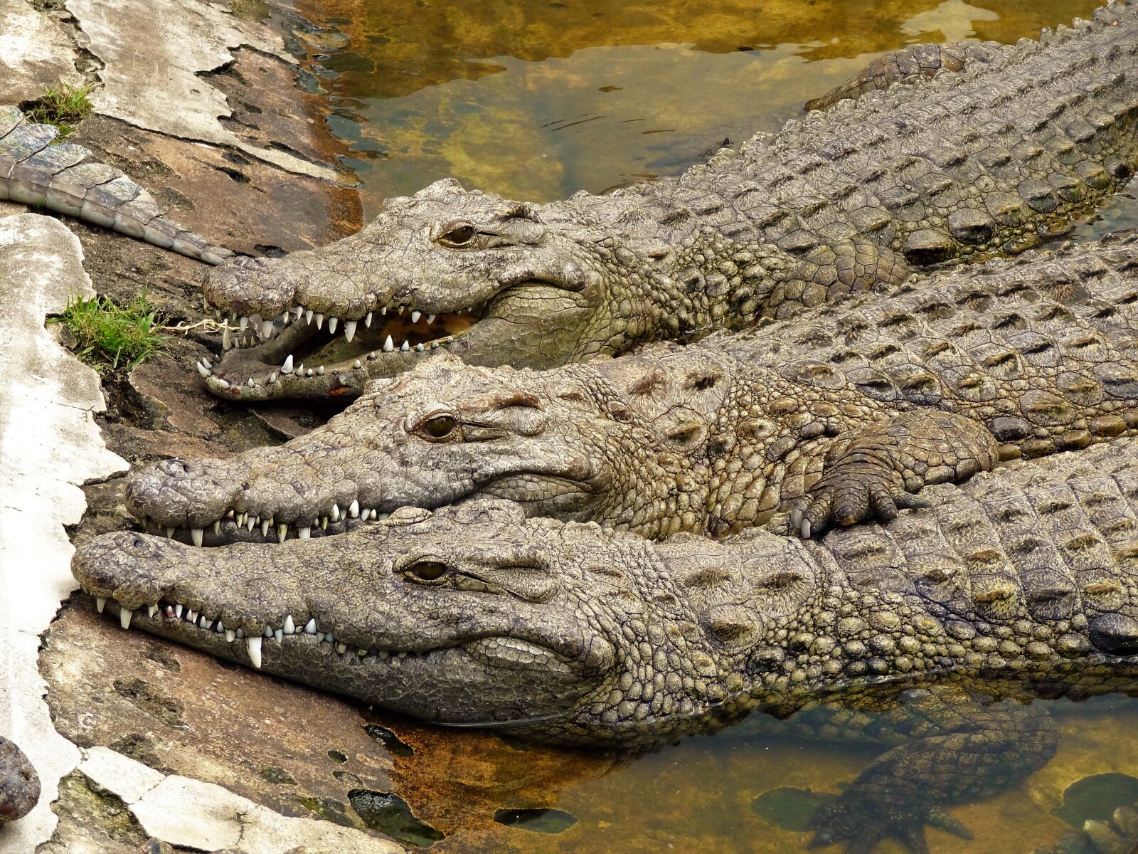 Sony Cyber-shot DSC-HX9V sample photo. Crocodile, africa, reptile photography