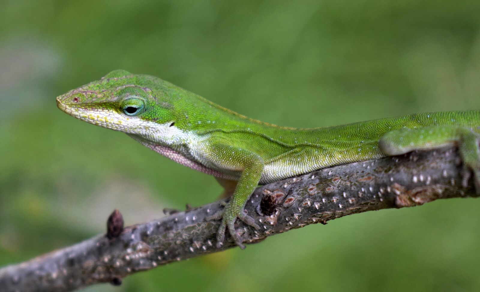 Nikon D5300 sample photo. Anole, green anole, lizard photography