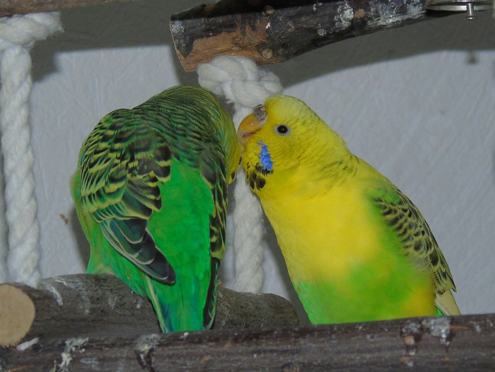 Sony Cyber-shot DSC-H400 sample photo. Budgie, parrot, bird photography