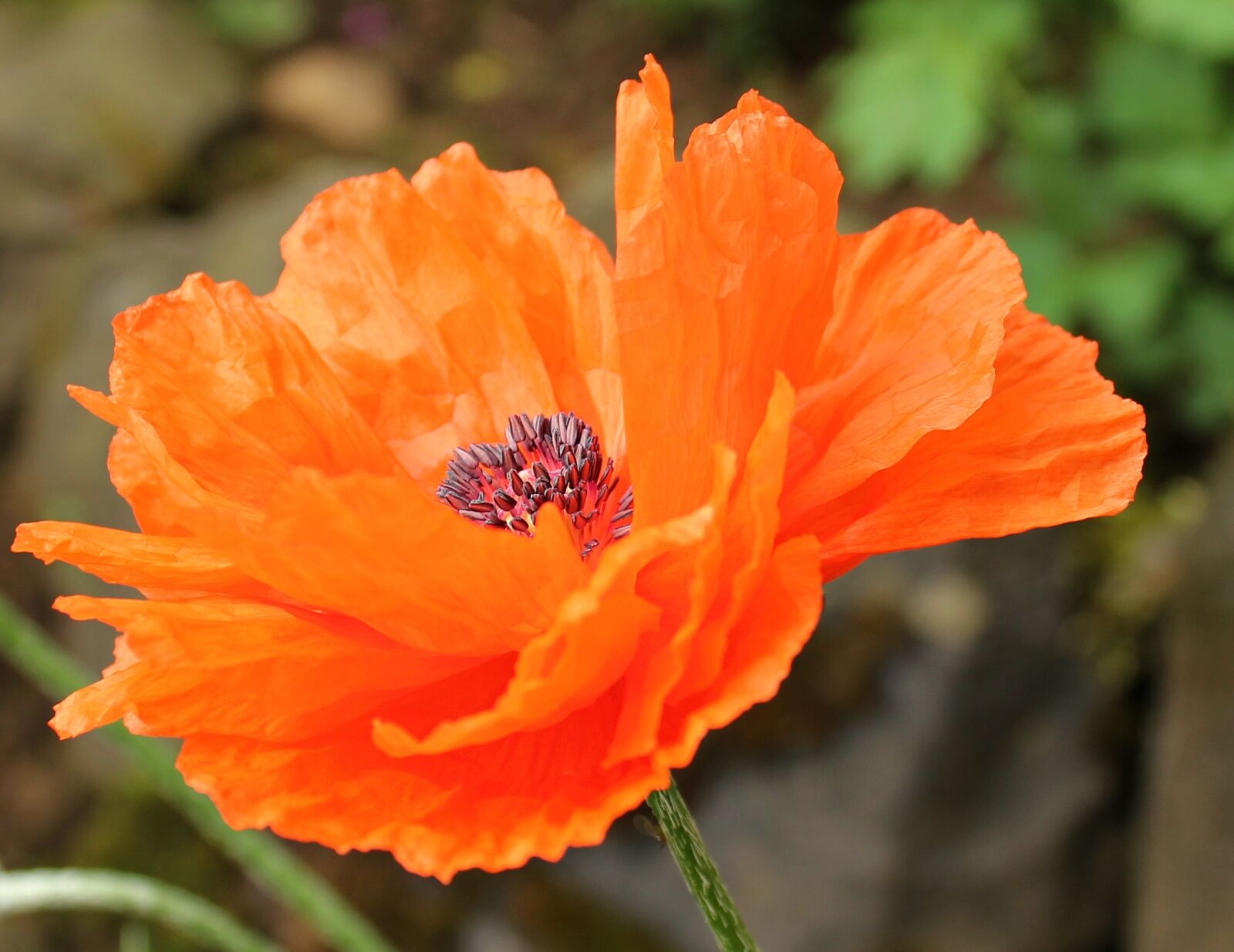 Canon EOS 550D (EOS Rebel T2i / EOS Kiss X4) sample photo. Klatschmohn, flower, poppy photography