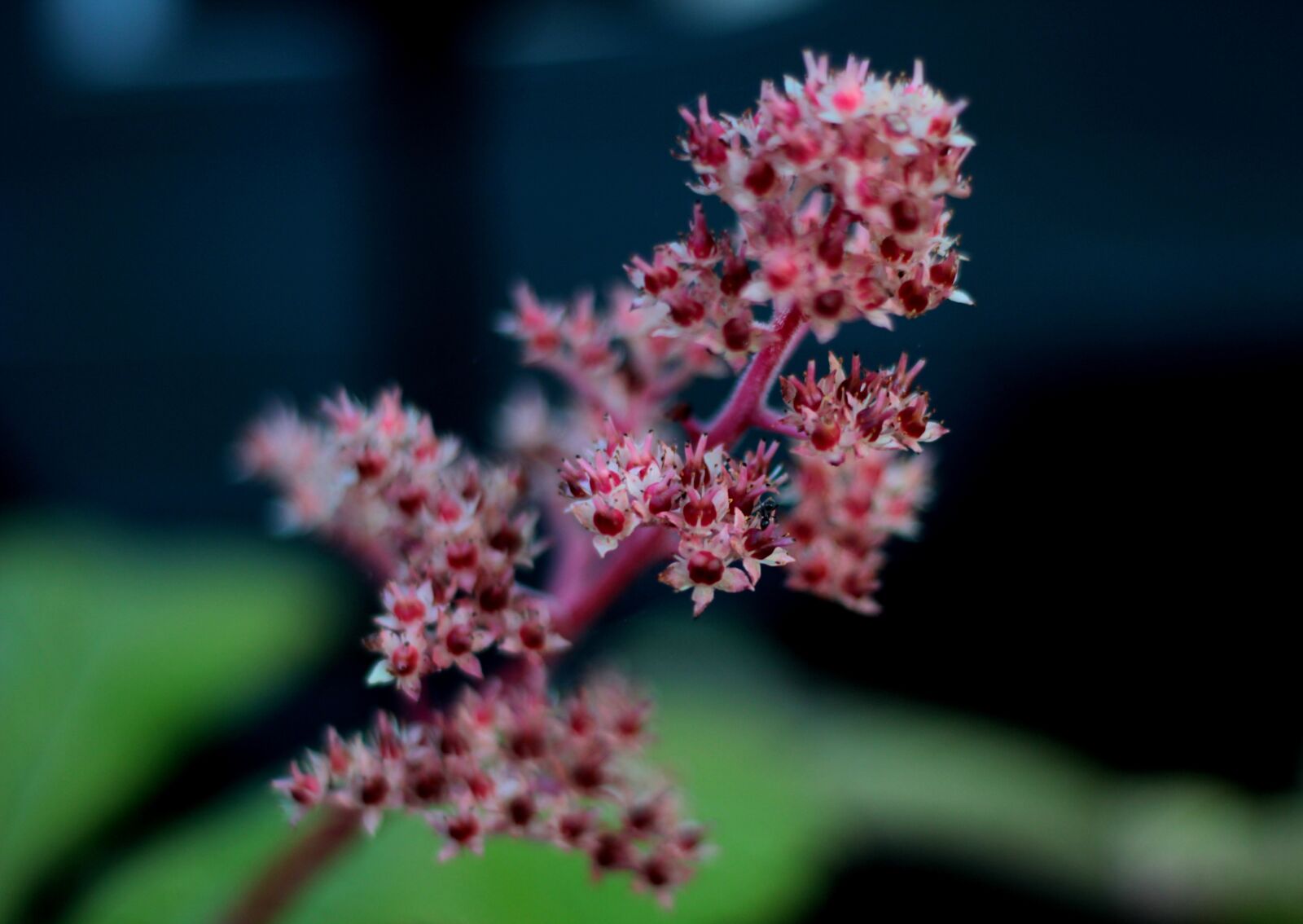Canon EOS 600D (Rebel EOS T3i / EOS Kiss X5) sample photo. Rodgersia, let us in photography