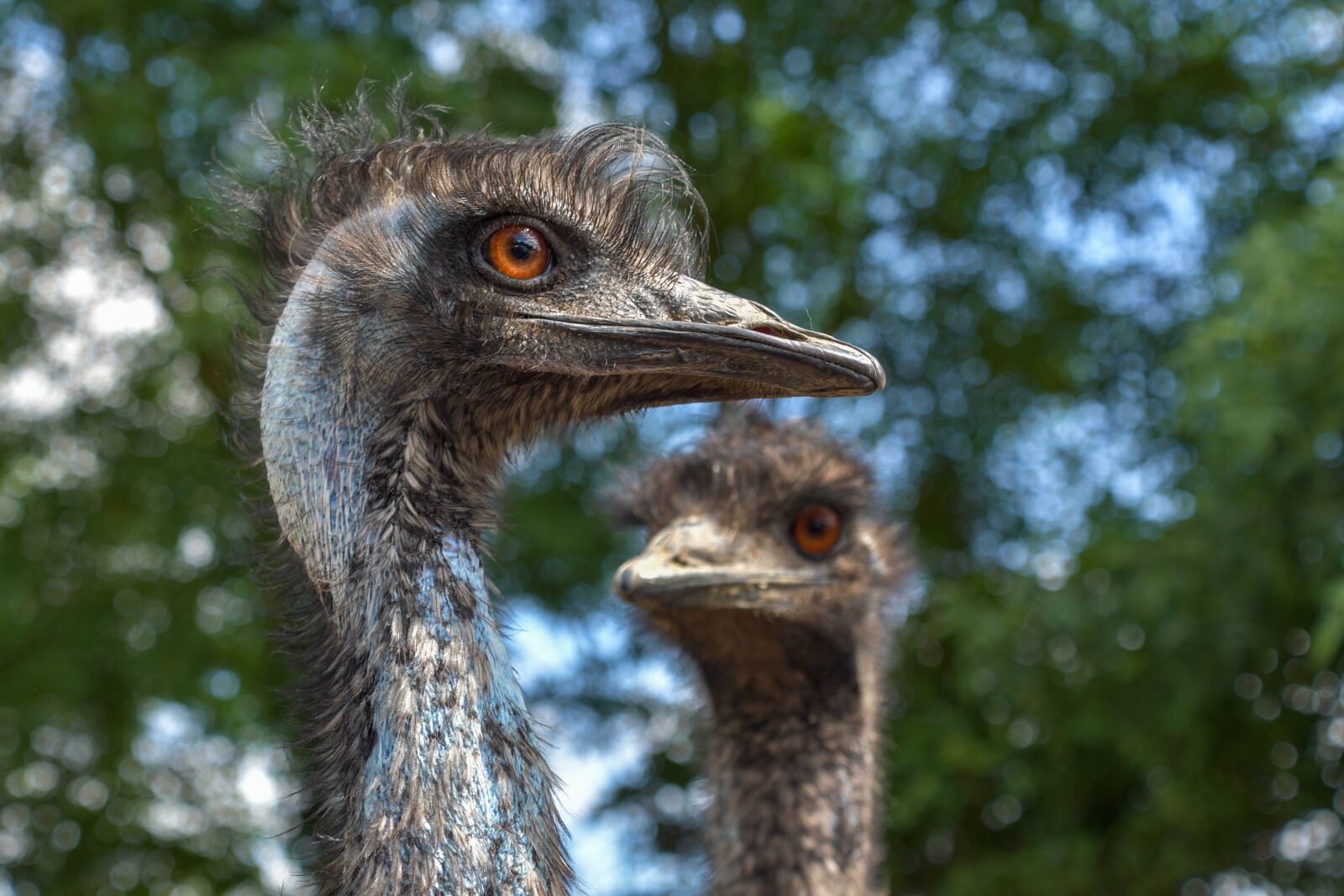 Nikon D500 sample photo. Emu australia, bird, portrait photography