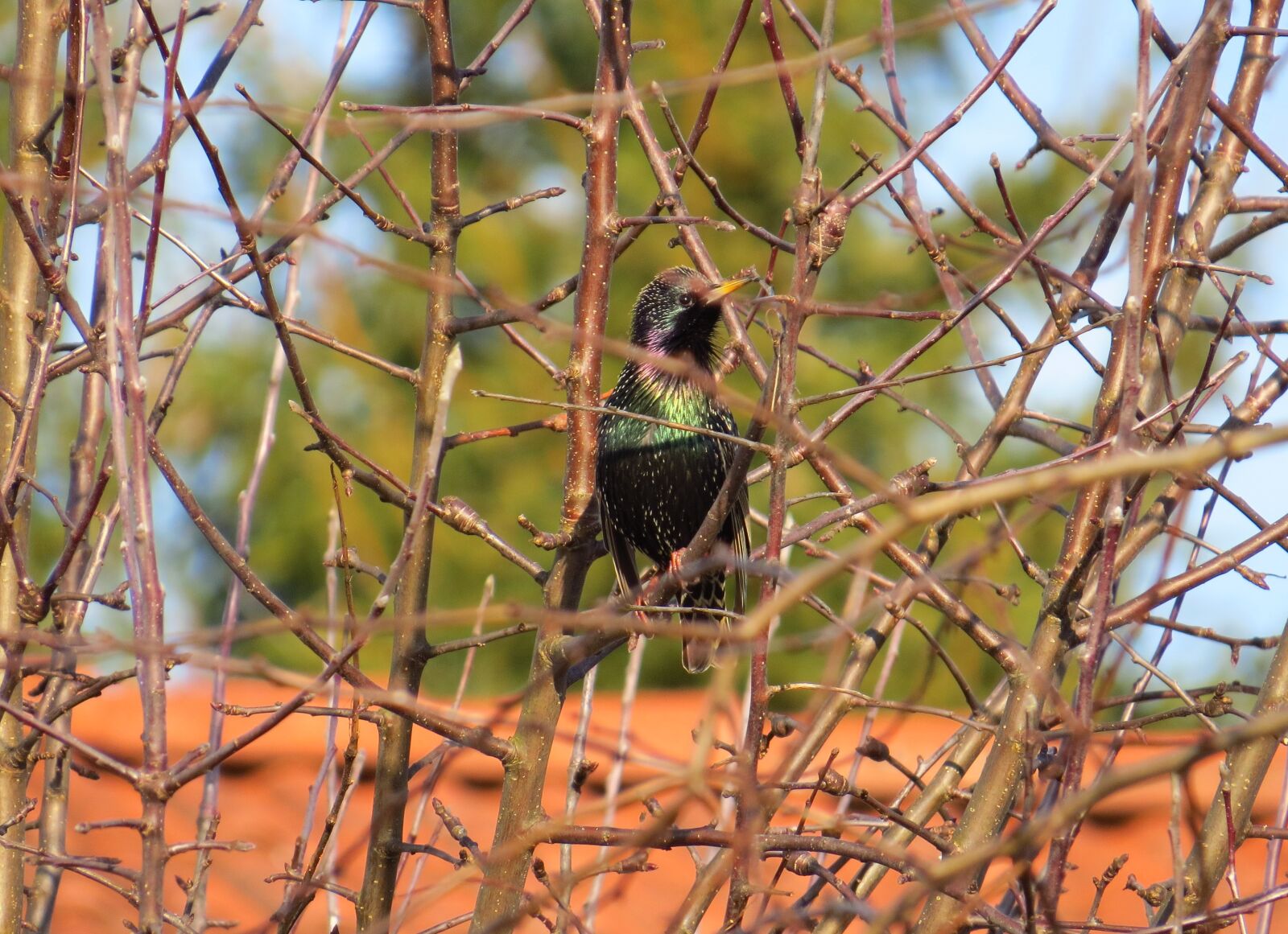 Canon PowerShot SX50 HS sample photo. Songbirds, birds, star photography