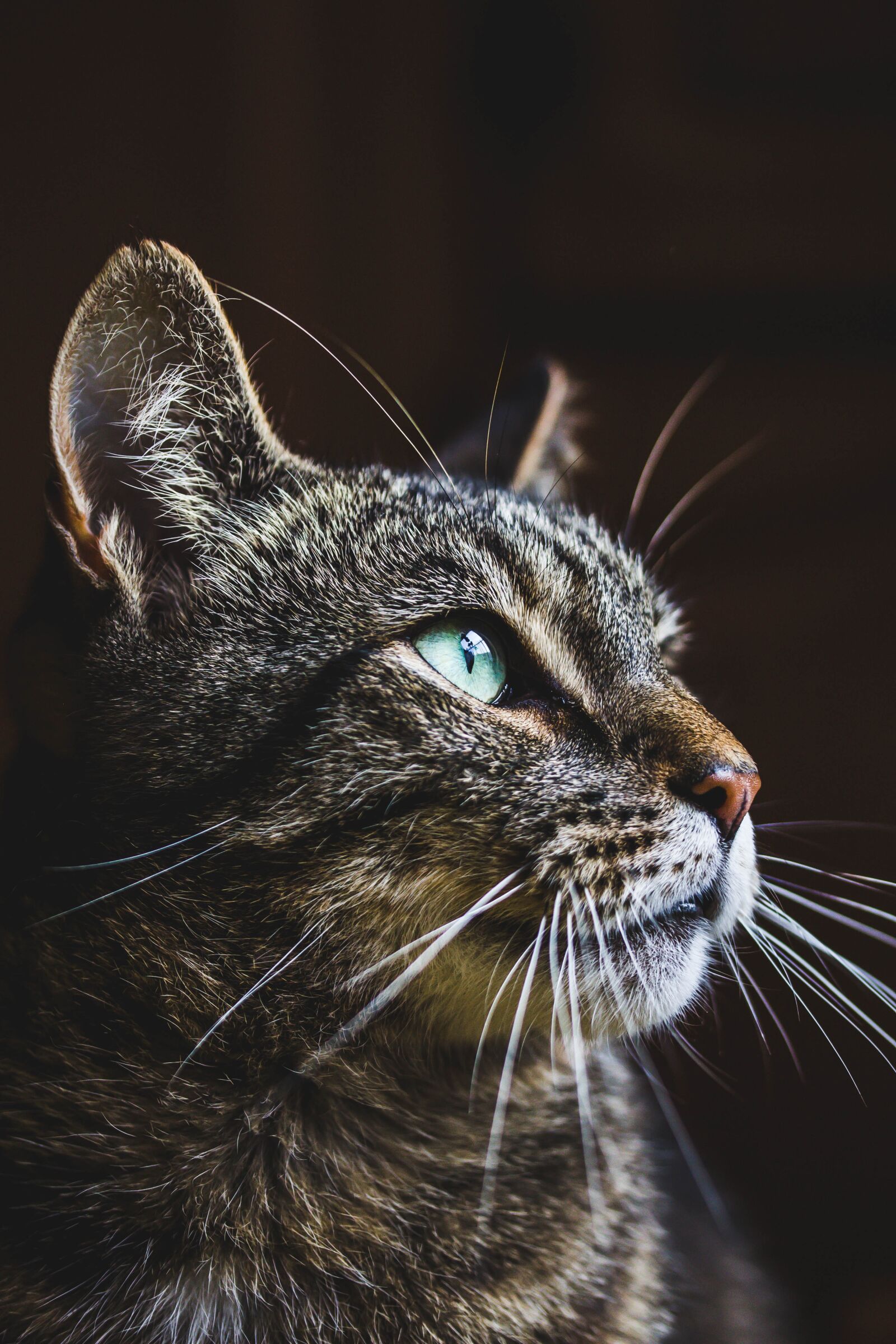 Canon EF-S 60mm F2.8 Macro USM sample photo. Cat, animal, cute photography