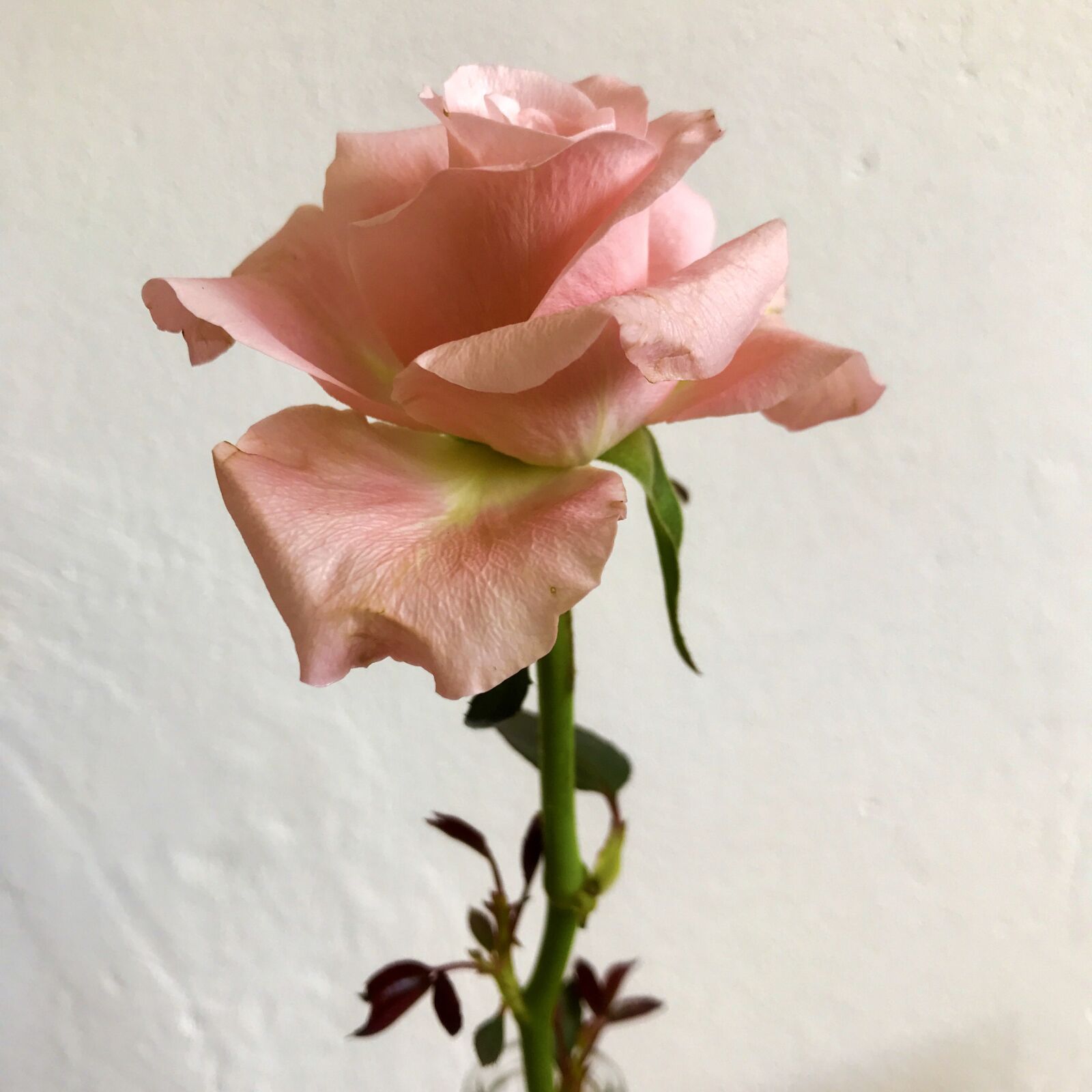 iPhone 7 back camera 3.99mm f/1.8 sample photo. Rose, blossom, bloom photography