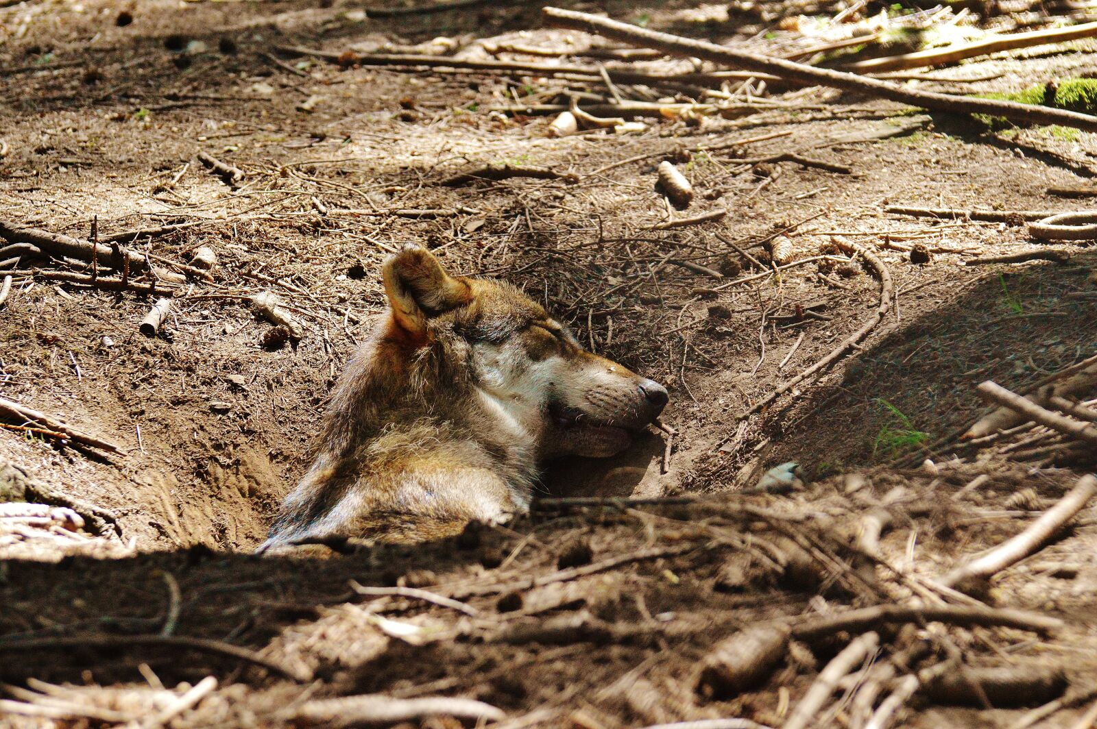 Nikon D3200 sample photo. Wolf, sleeping, relaxed photography