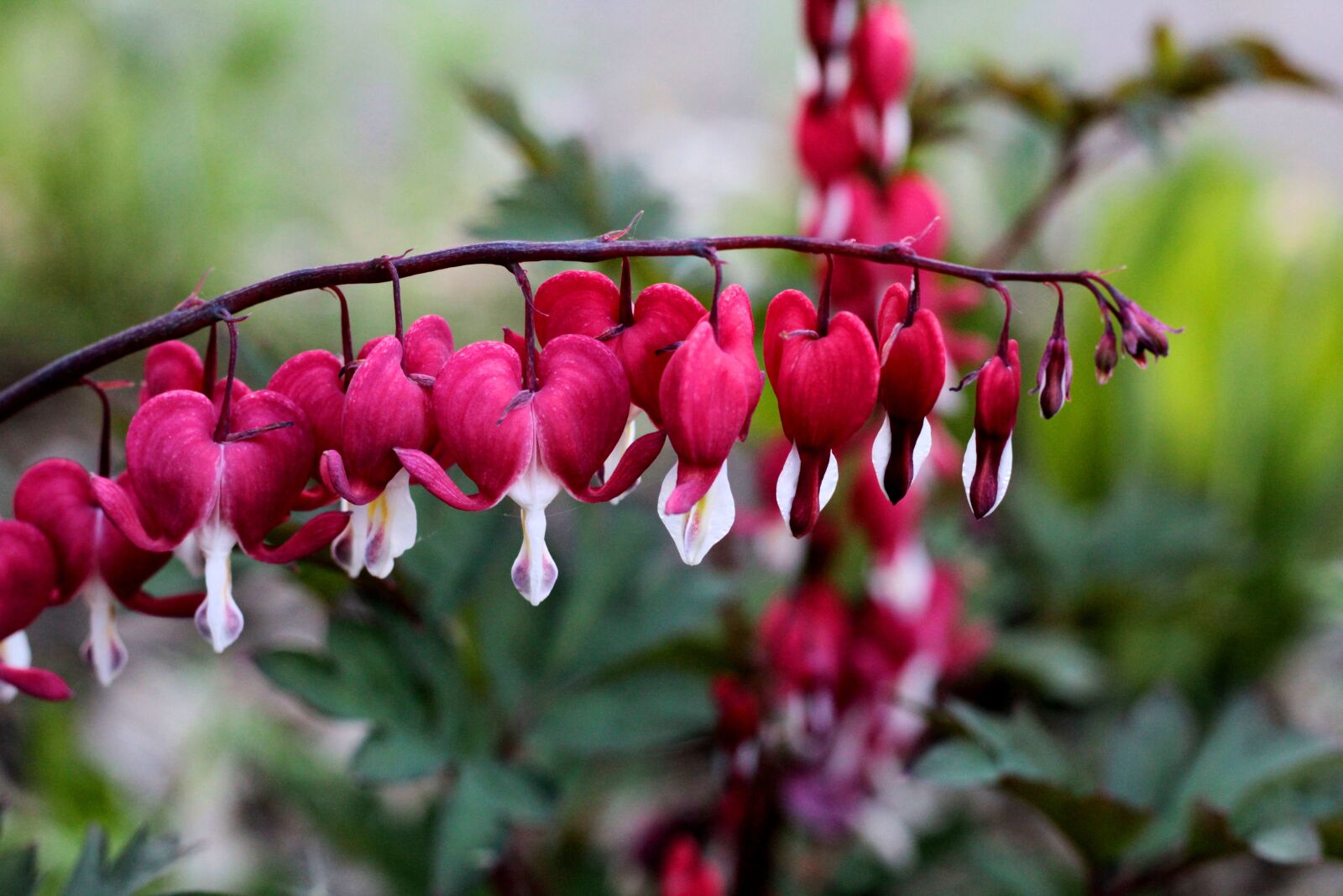 Canon EOS 600D (Rebel EOS T3i / EOS Kiss X5) + Canon EF 50mm F1.8 STM sample photo. Dicentra valentine, red-white, broken photography