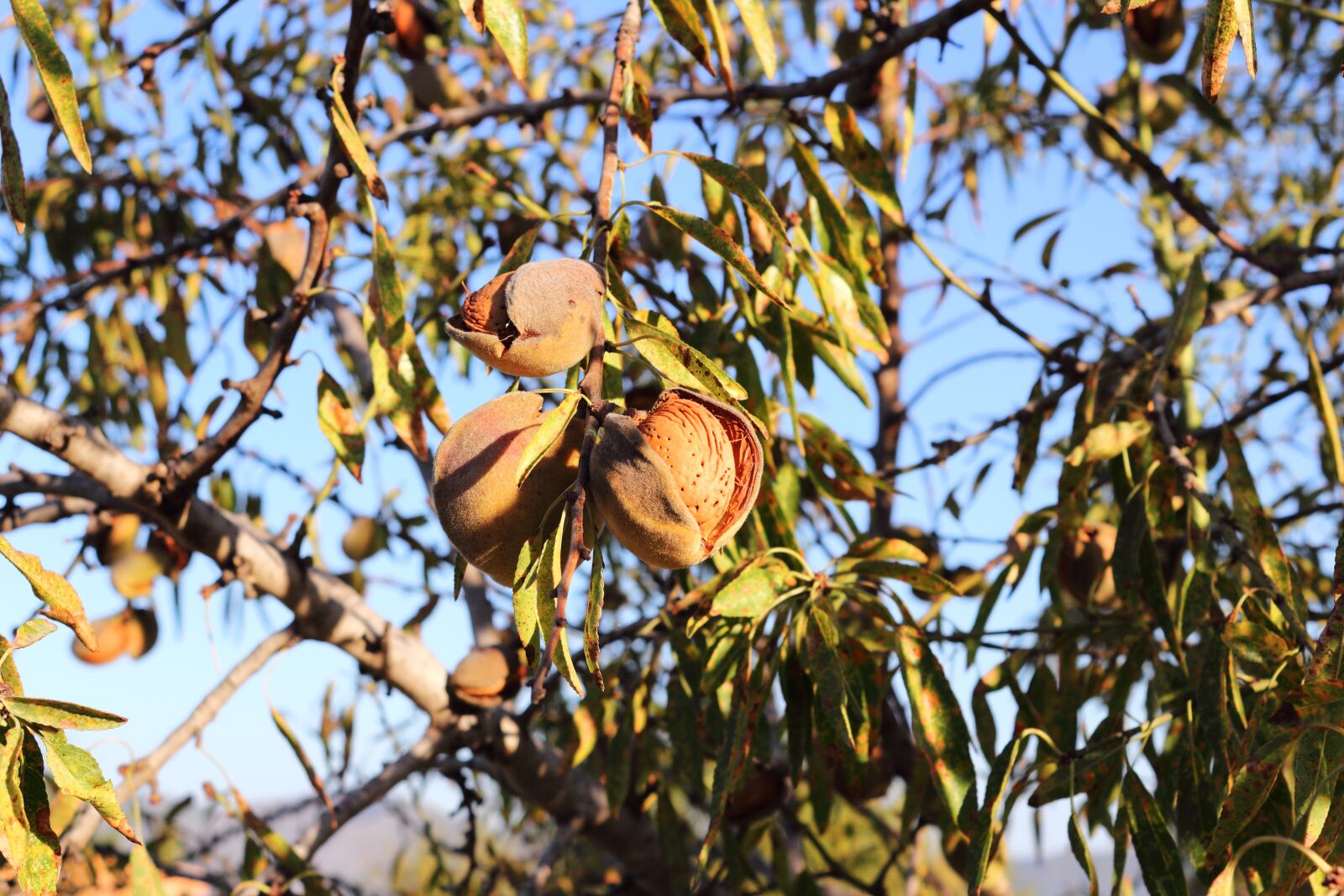 Canon EOS 1200D (EOS Rebel T5 / EOS Kiss X70 / EOS Hi) sample photo. Almond, tree, almond tree photography