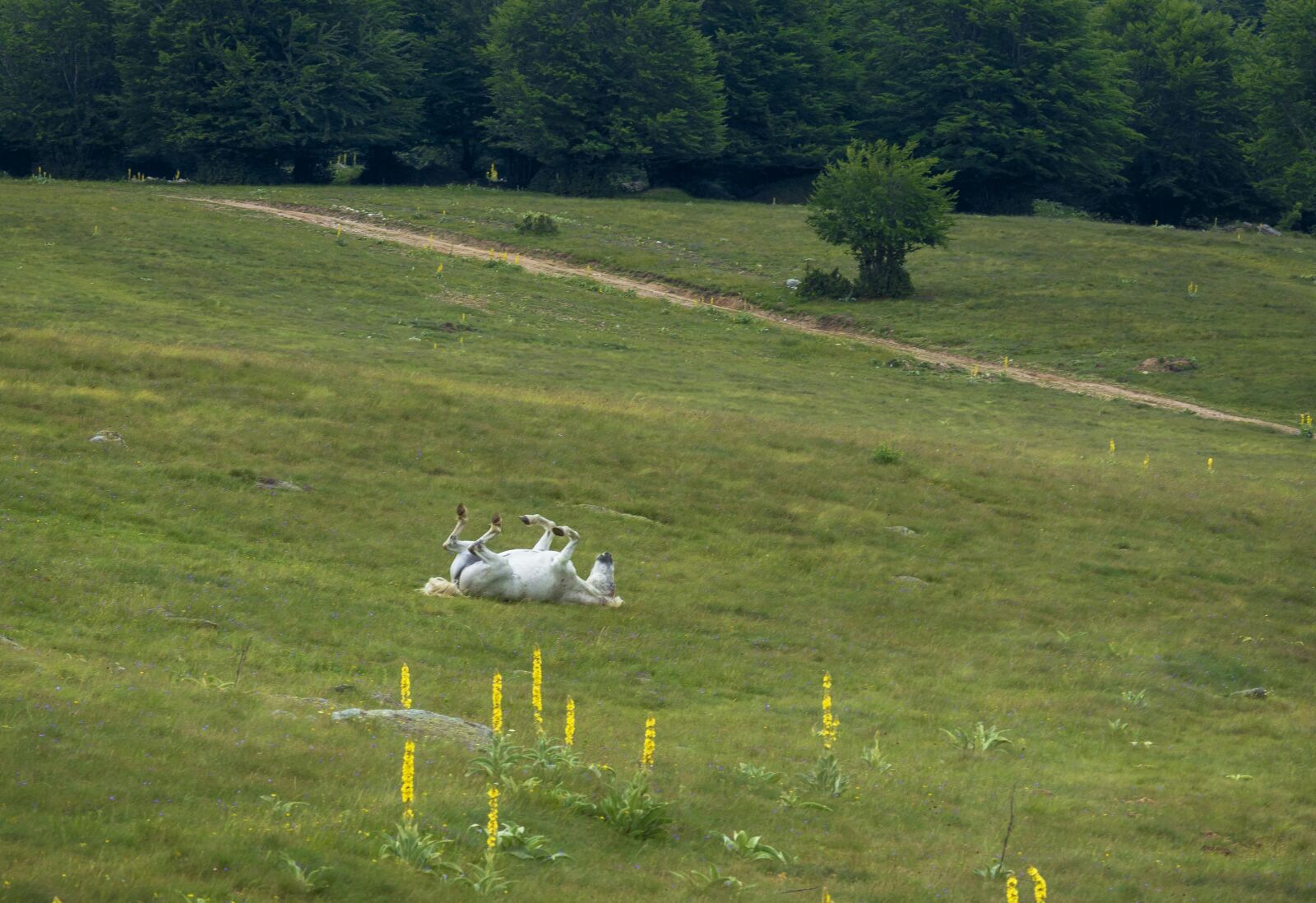 Nikon D7200 sample photo. Horse, green, mountain photography
