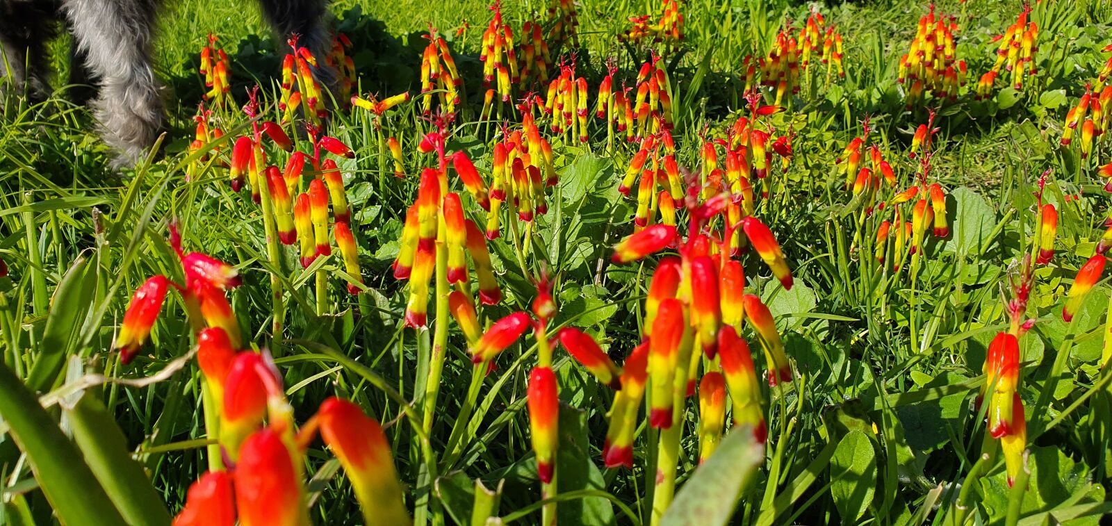 Samsung Galaxy S10+ sample photo. Flowers, field, red photography