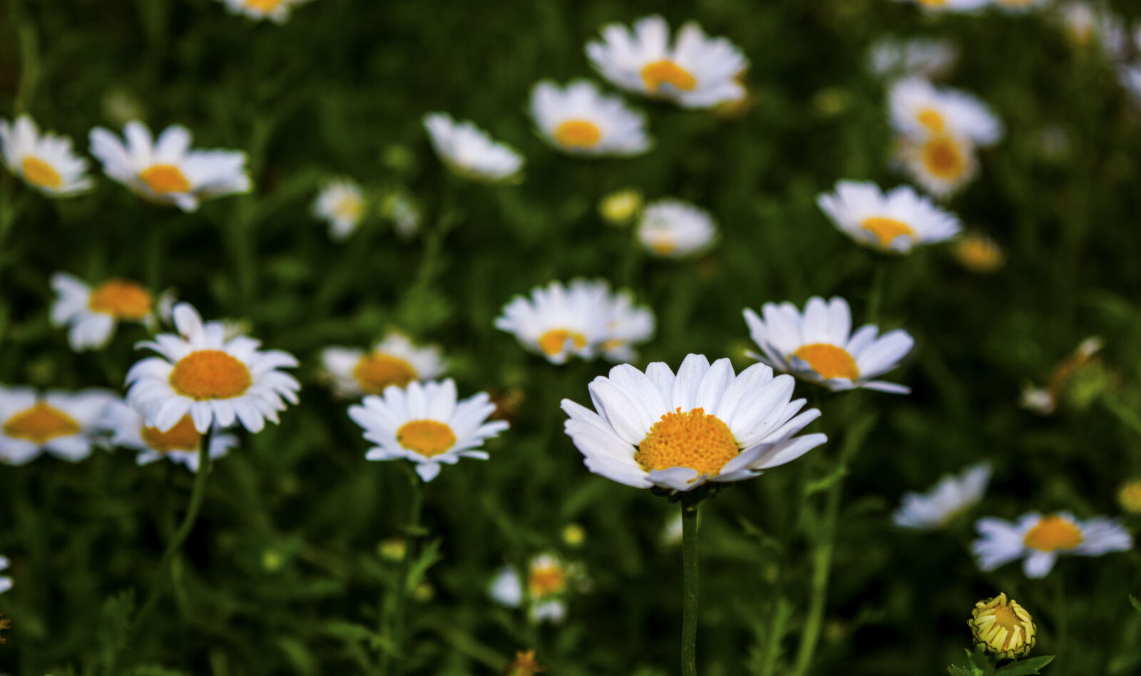 Nikon D5200 sample photo. Beautiful, bloom, blooming, blossom photography
