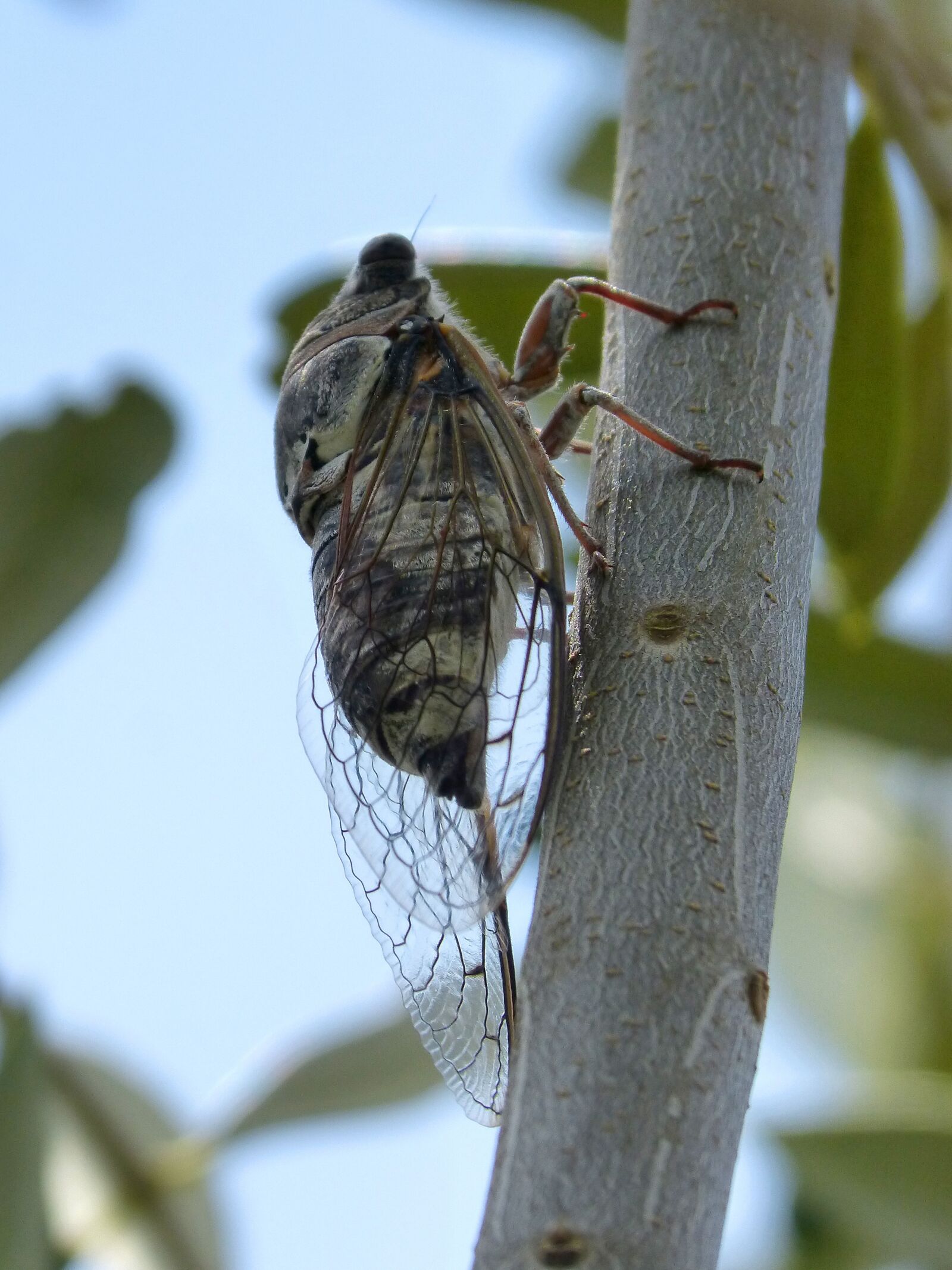 Panasonic DMC-FZ62 sample photo. Cicada, crayfish, olive photography