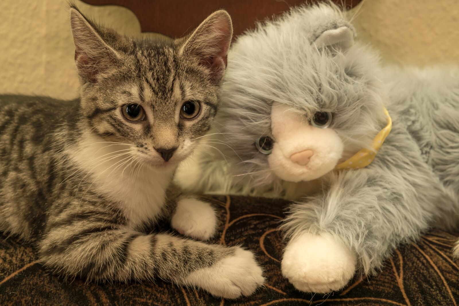 30mm F1.4 DC DN | Contemporary 016 sample photo. Cat, small, soft toy photography