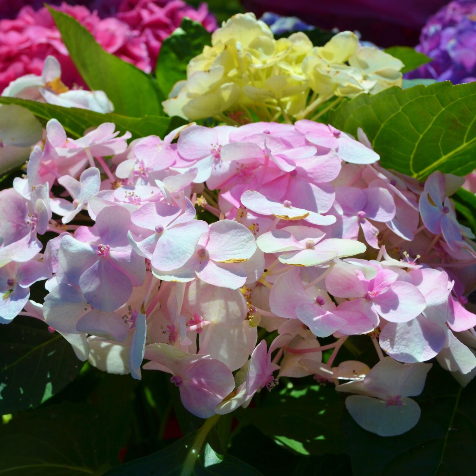 Nikon D3100 sample photo. Hydrangea, purple, pink photography
